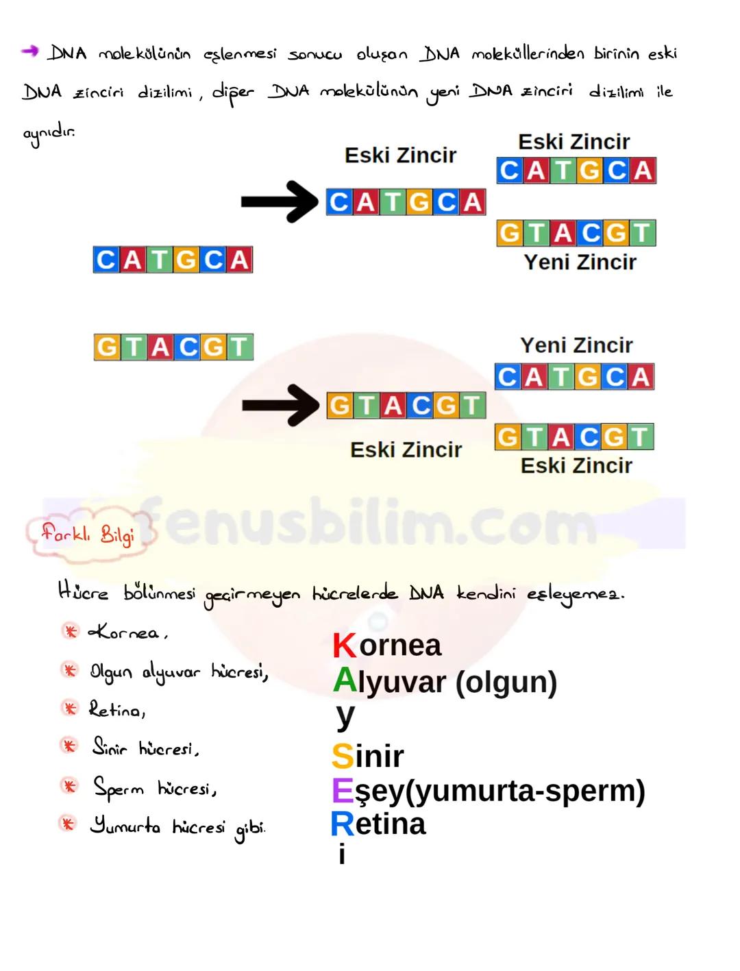 DNA
DNA VE GENETIK KOD
Nükleotid
Gen
DNA
Kromozom
Hücre
Çekirdek
Canlıların kalitsal özelliklerinin nesilden nesile
aktarılmasını sa