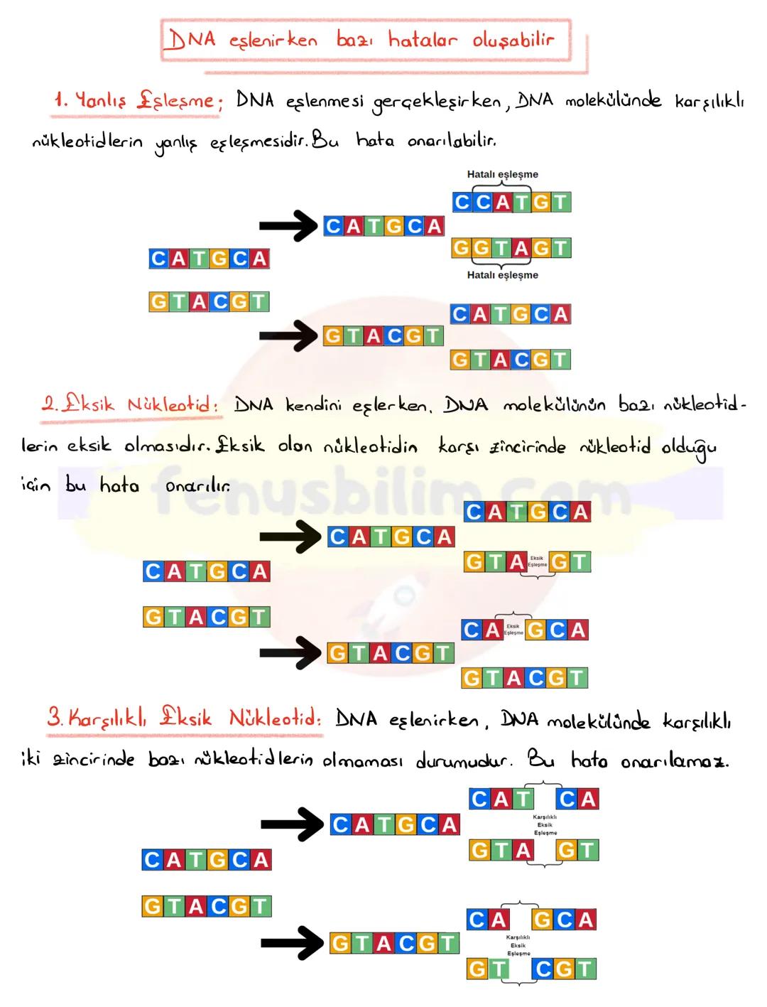 DNA
DNA VE GENETIK KOD
Nükleotid
Gen
DNA
Kromozom
Hücre
Çekirdek
Canlıların kalitsal özelliklerinin nesilden nesile
aktarılmasını sa