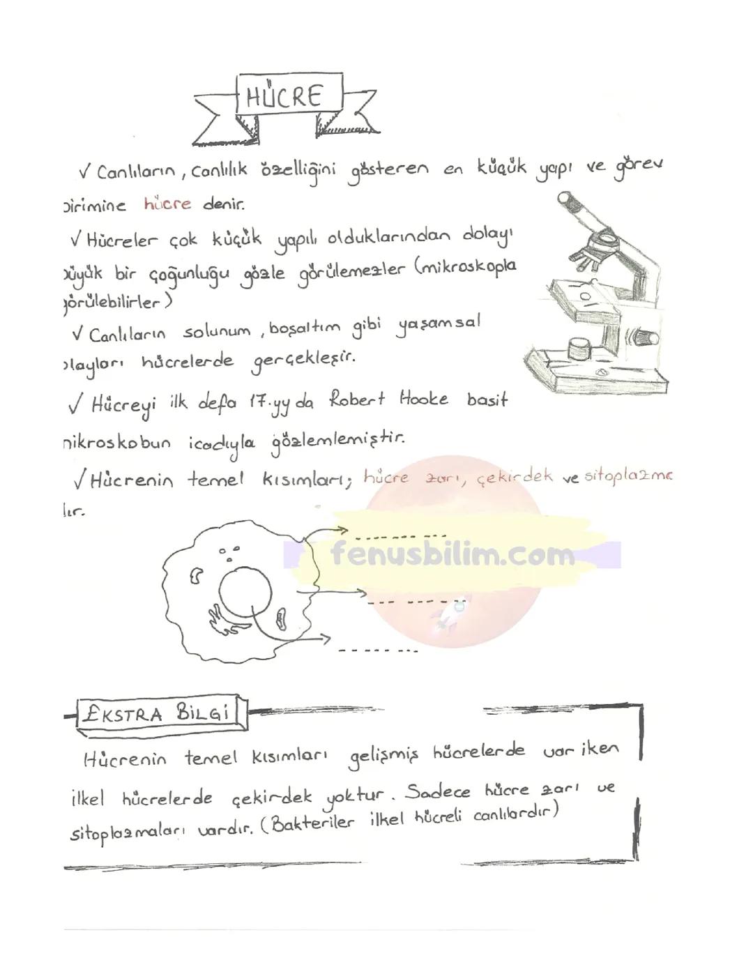 7. Sınıf Fen Bilimleri HÜCRE VE BÖLÜNMELER Ders Notu