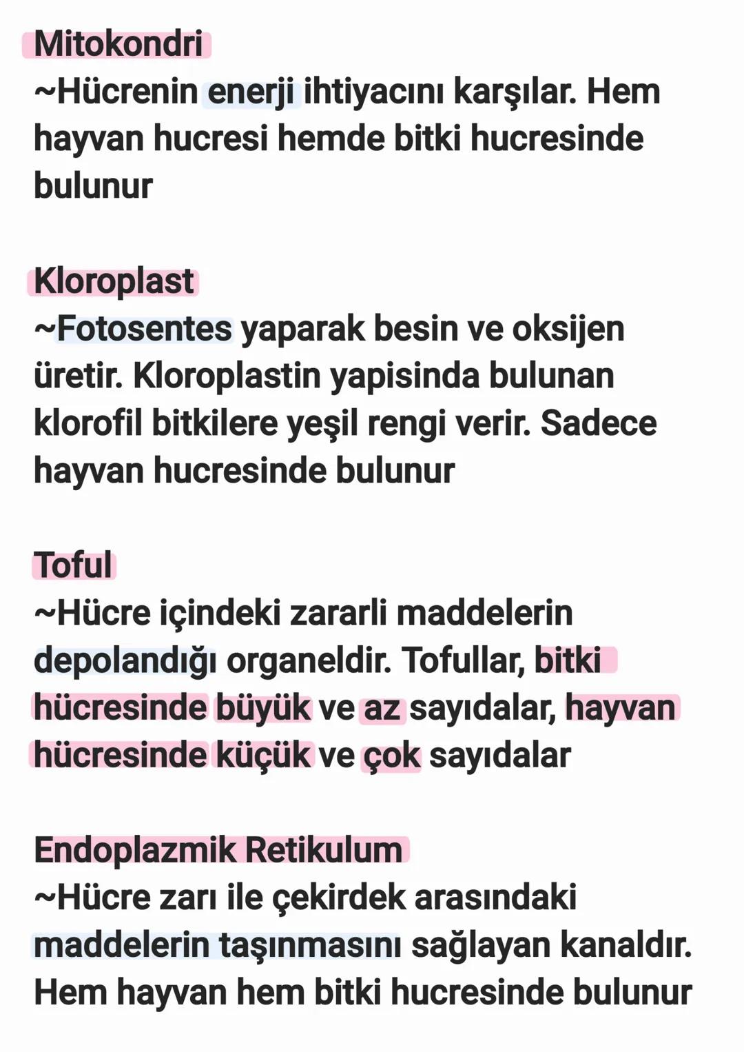 Mitokondri
~Hücrenin enerji ihtiyacını karşılar. Hem
hayvan hucresi hemde bitki hucresinde
bulunur
Kloroplast
~Fotosentes yaparak besin ve o