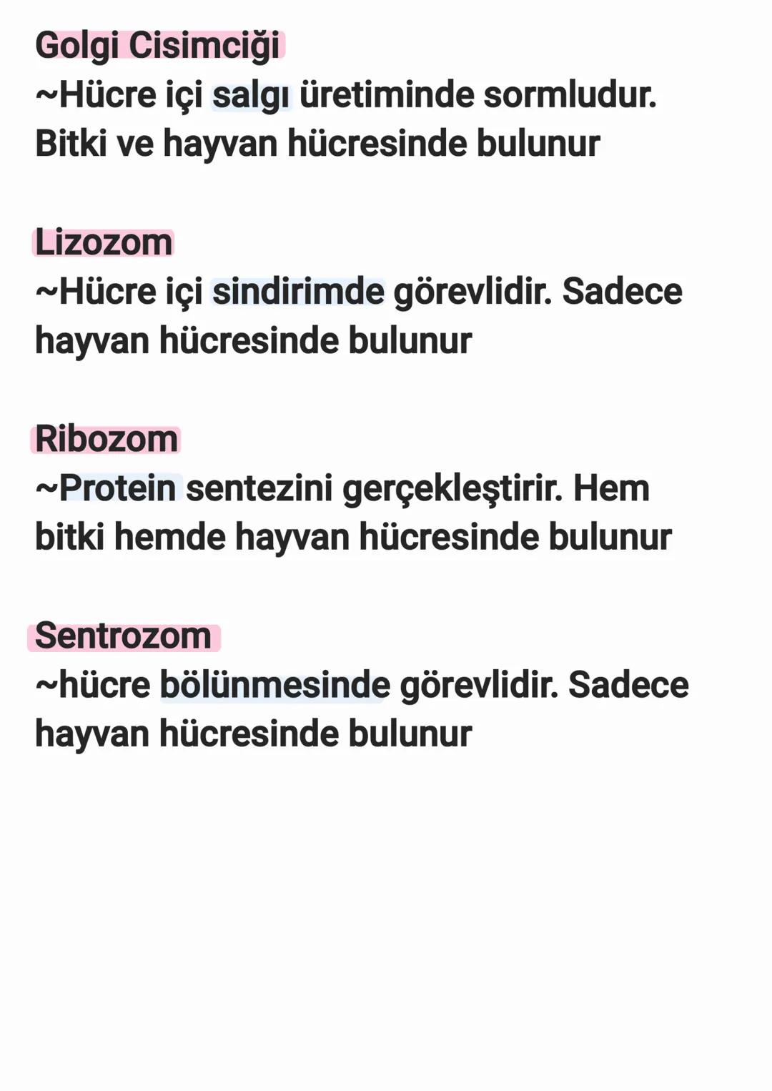 Mitokondri
~Hücrenin enerji ihtiyacını karşılar. Hem
hayvan hucresi hemde bitki hucresinde
bulunur
Kloroplast
~Fotosentes yaparak besin ve o