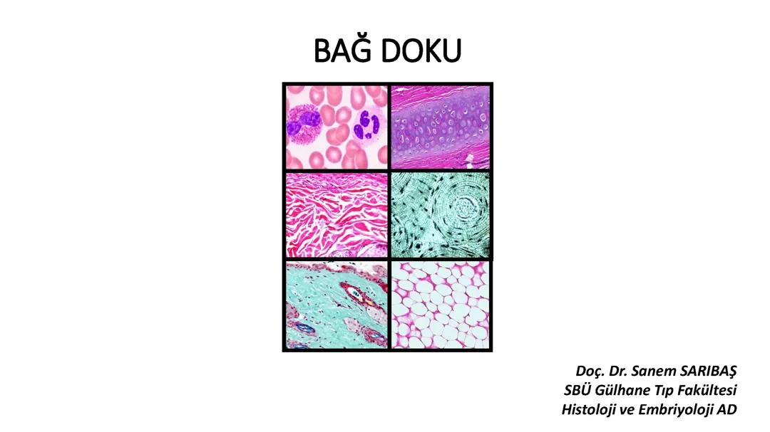 Histoloji ve Embriyoloji: Sağlık Bilimleri Eğitimi