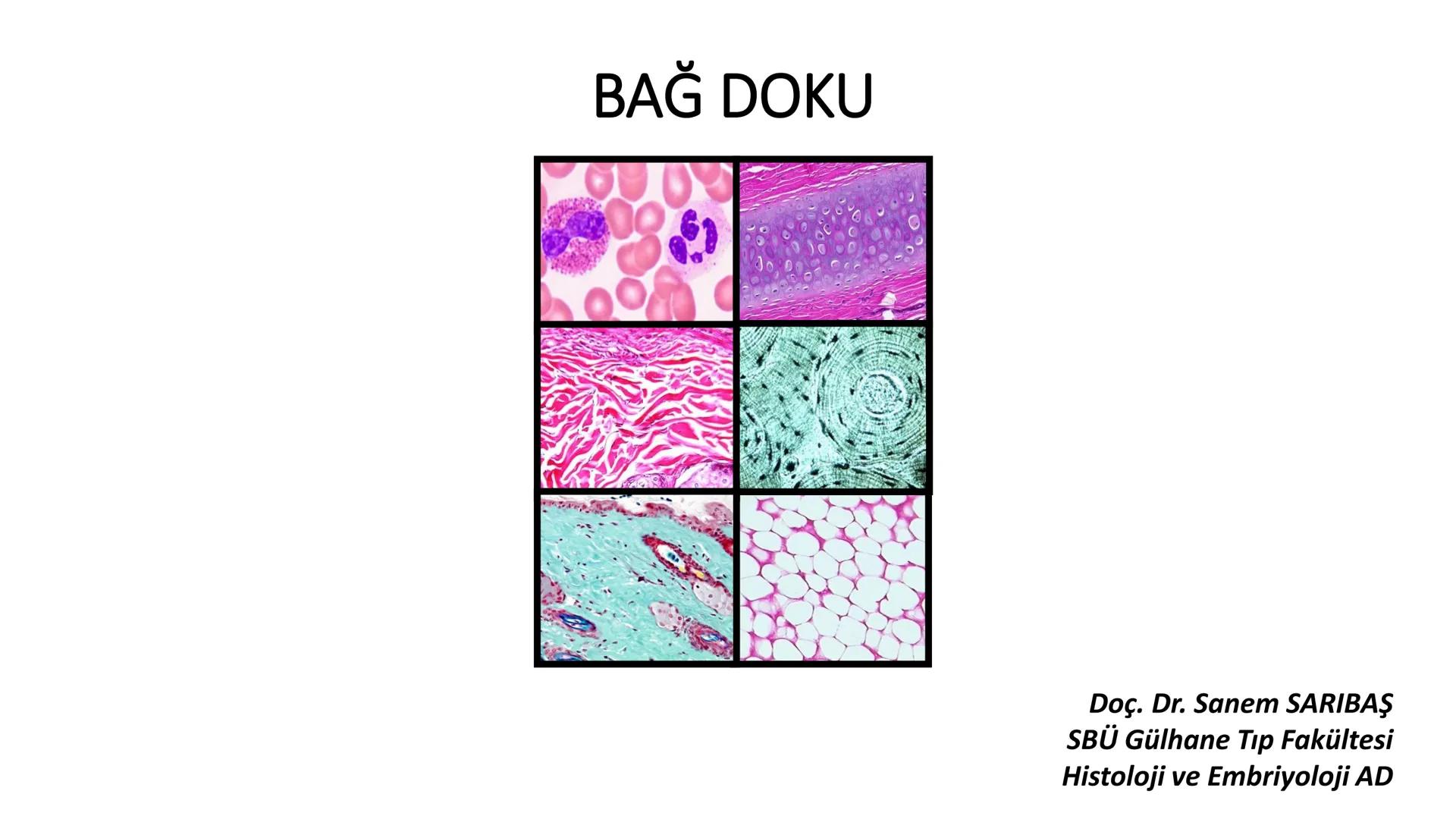 BAĞ DOKU
Doç. Dr. Sanem SARIBAŞ
SBÜ Gülhane Tıp Fakültesi
Histoloji ve Embriyoloji AD Örtü Epiteli
Bağ Doku
Bez Epiteli Bağ doku mezoderm or