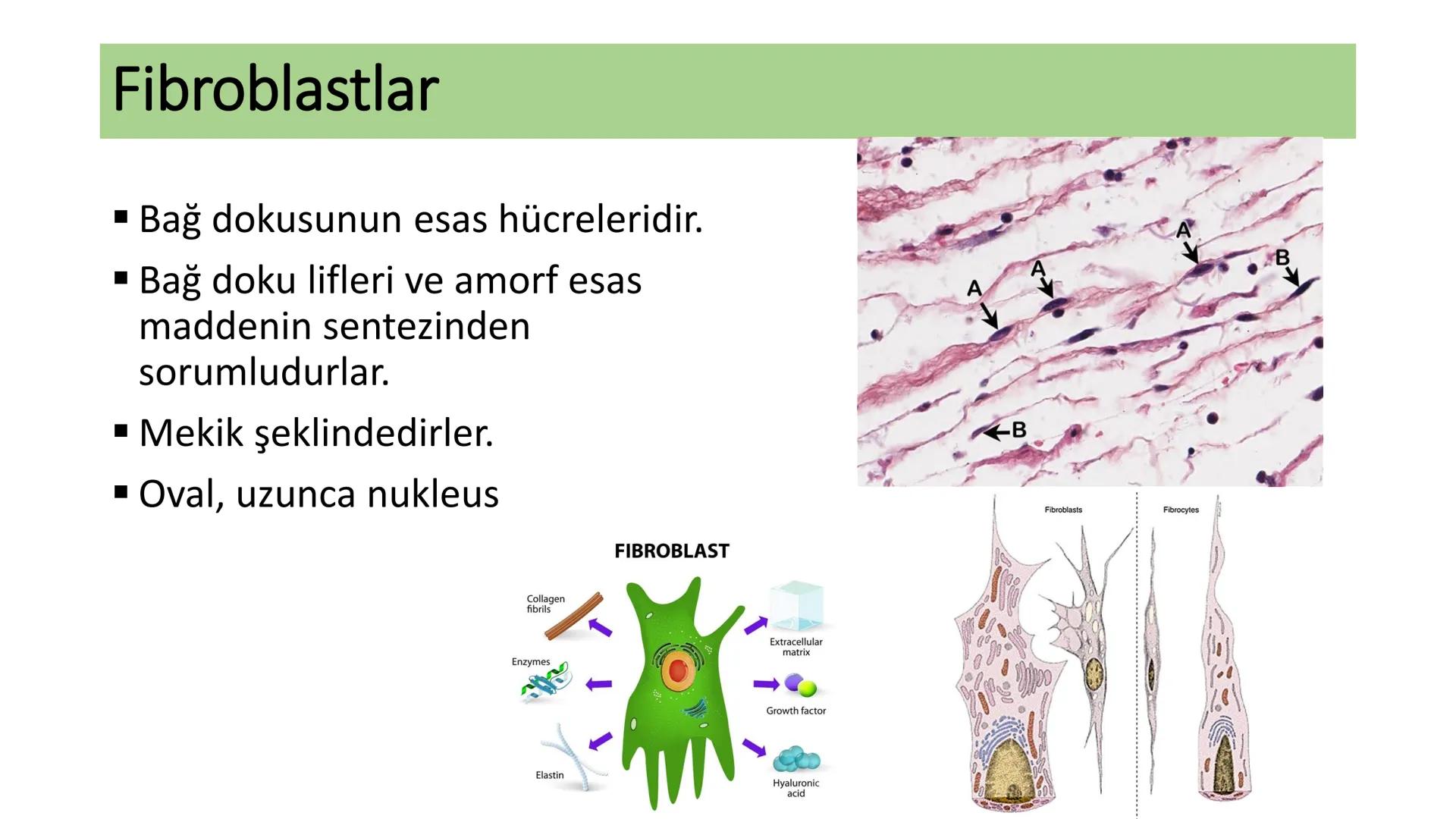 BAĞ DOKU
Doç. Dr. Sanem SARIBAŞ
SBÜ Gülhane Tıp Fakültesi
Histoloji ve Embriyoloji AD Örtü Epiteli
Bağ Doku
Bez Epiteli Bağ doku mezoderm or