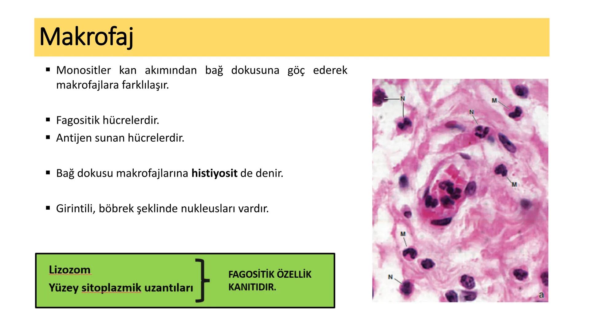 BAĞ DOKU
Doç. Dr. Sanem SARIBAŞ
SBÜ Gülhane Tıp Fakültesi
Histoloji ve Embriyoloji AD Örtü Epiteli
Bağ Doku
Bez Epiteli Bağ doku mezoderm or
