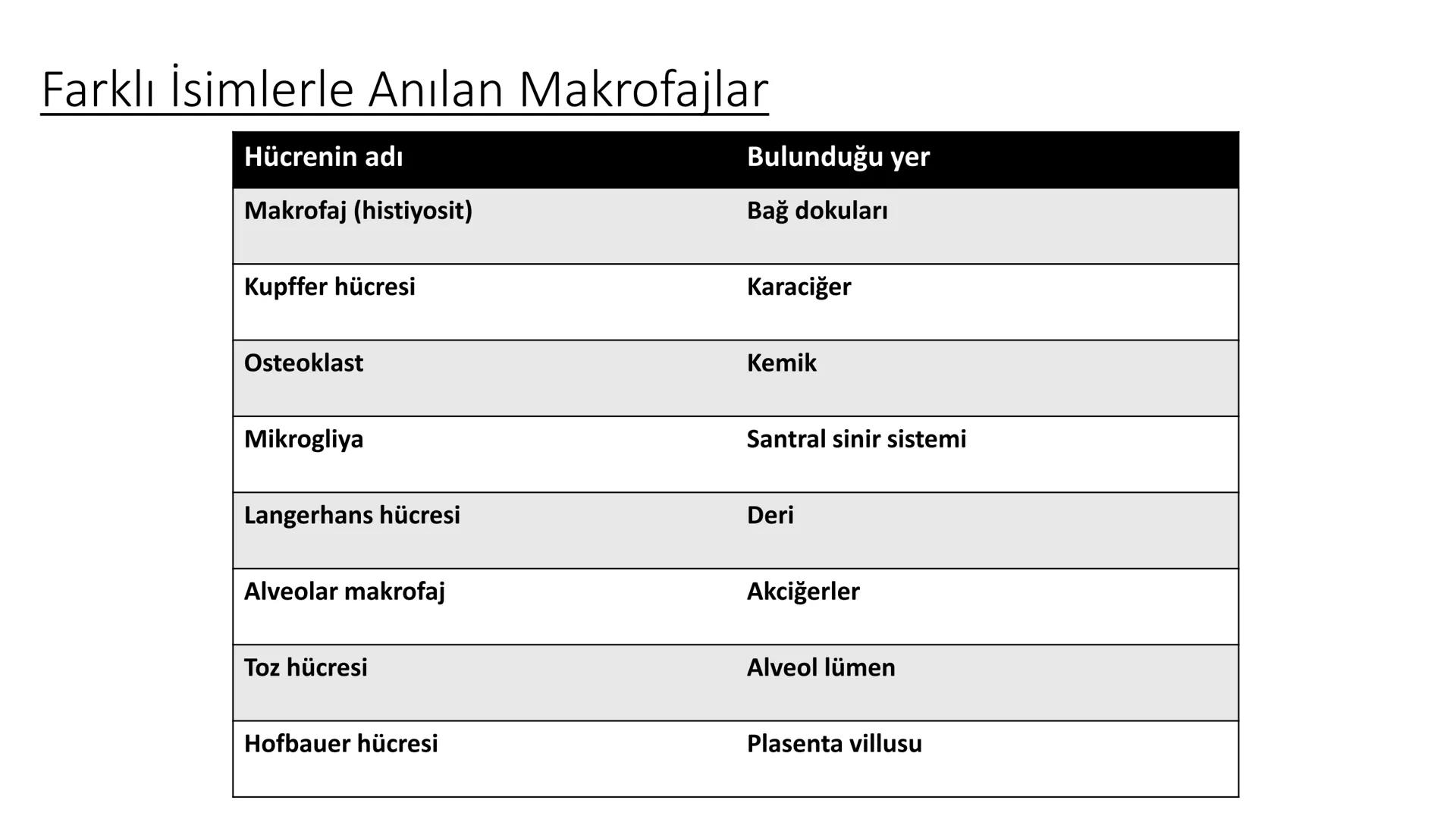 BAĞ DOKU
Doç. Dr. Sanem SARIBAŞ
SBÜ Gülhane Tıp Fakültesi
Histoloji ve Embriyoloji AD Örtü Epiteli
Bağ Doku
Bez Epiteli Bağ doku mezoderm or