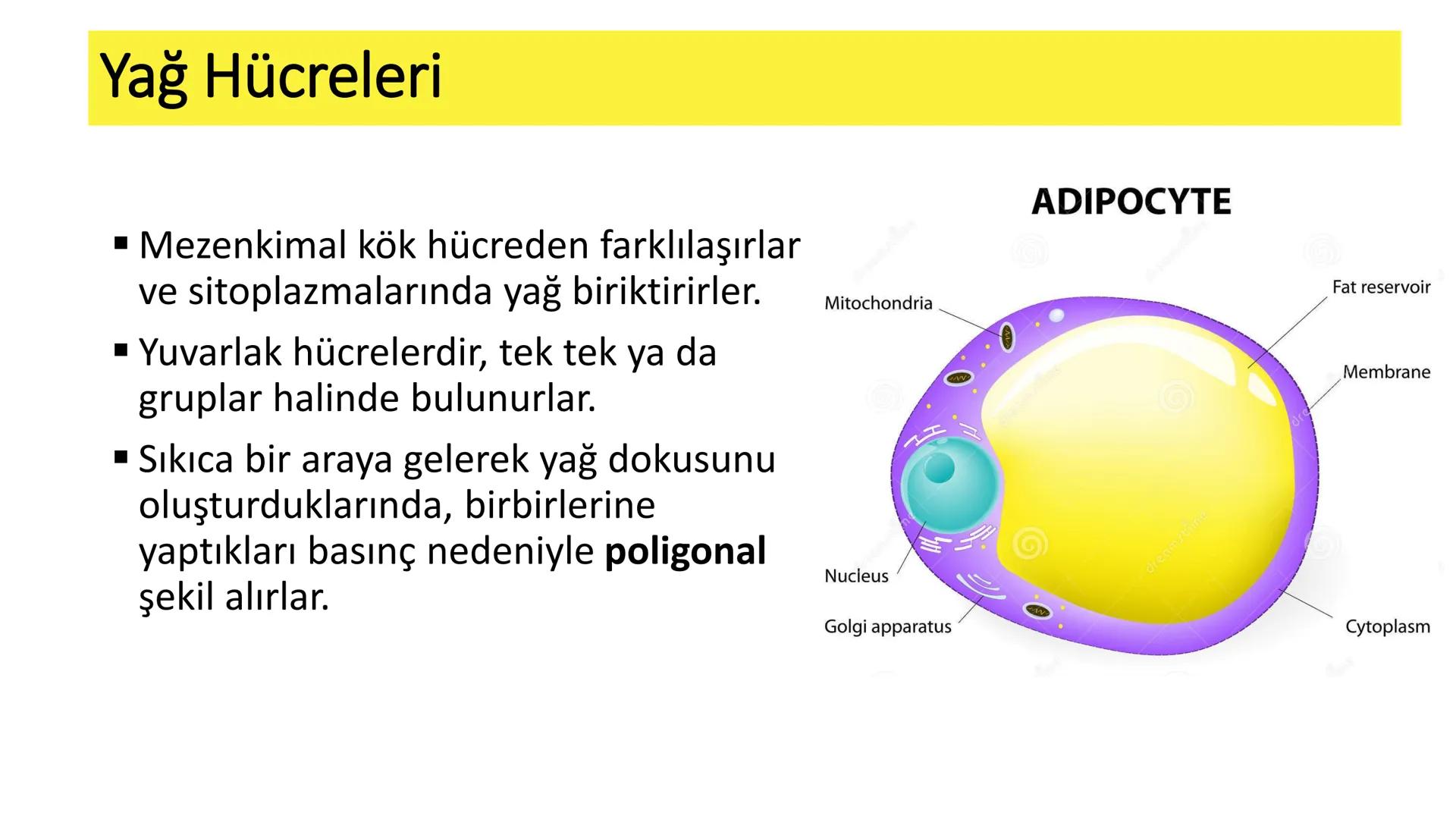BAĞ DOKU
Doç. Dr. Sanem SARIBAŞ
SBÜ Gülhane Tıp Fakültesi
Histoloji ve Embriyoloji AD Örtü Epiteli
Bağ Doku
Bez Epiteli Bağ doku mezoderm or