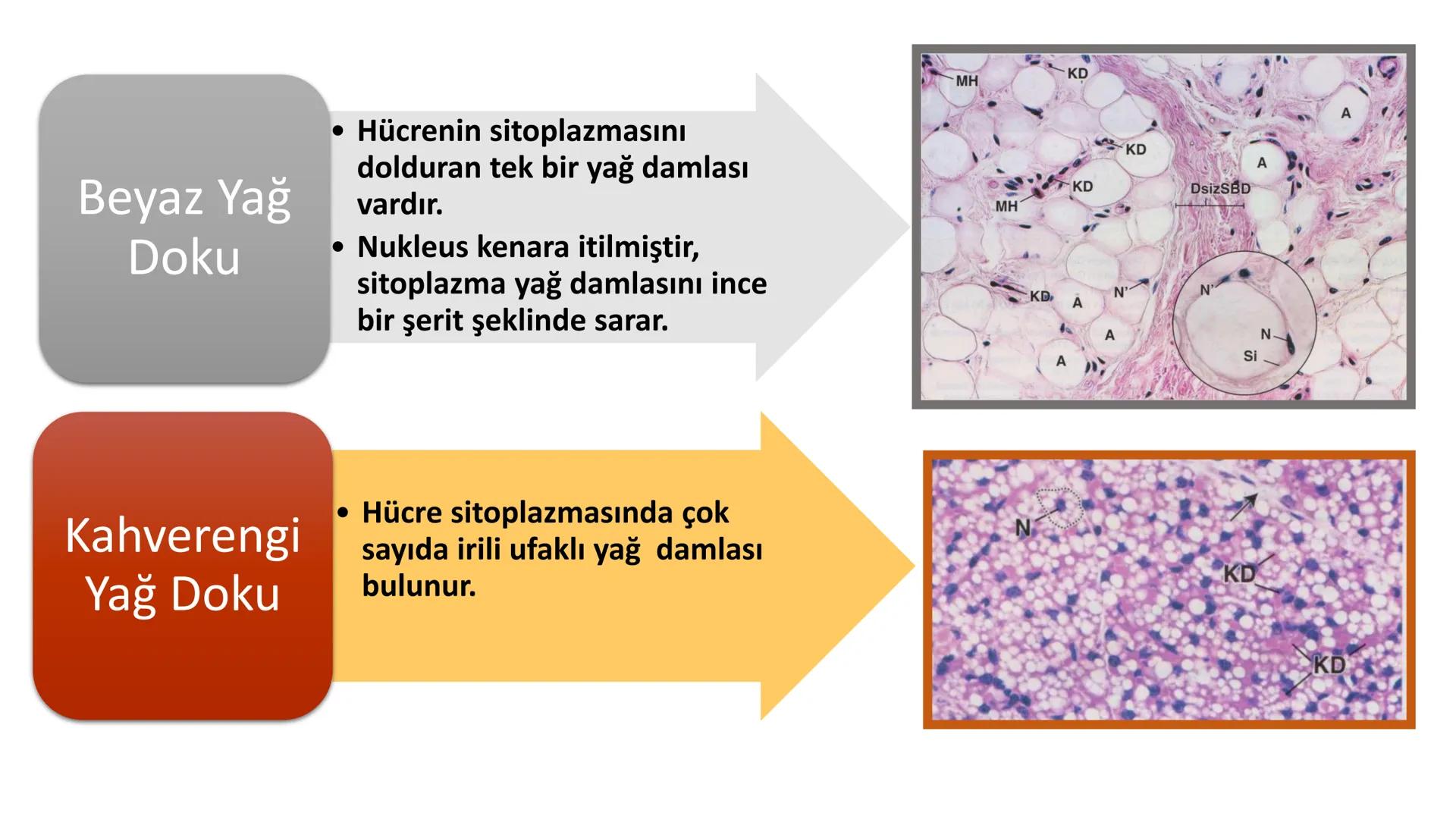 BAĞ DOKU
Doç. Dr. Sanem SARIBAŞ
SBÜ Gülhane Tıp Fakültesi
Histoloji ve Embriyoloji AD Örtü Epiteli
Bağ Doku
Bez Epiteli Bağ doku mezoderm or