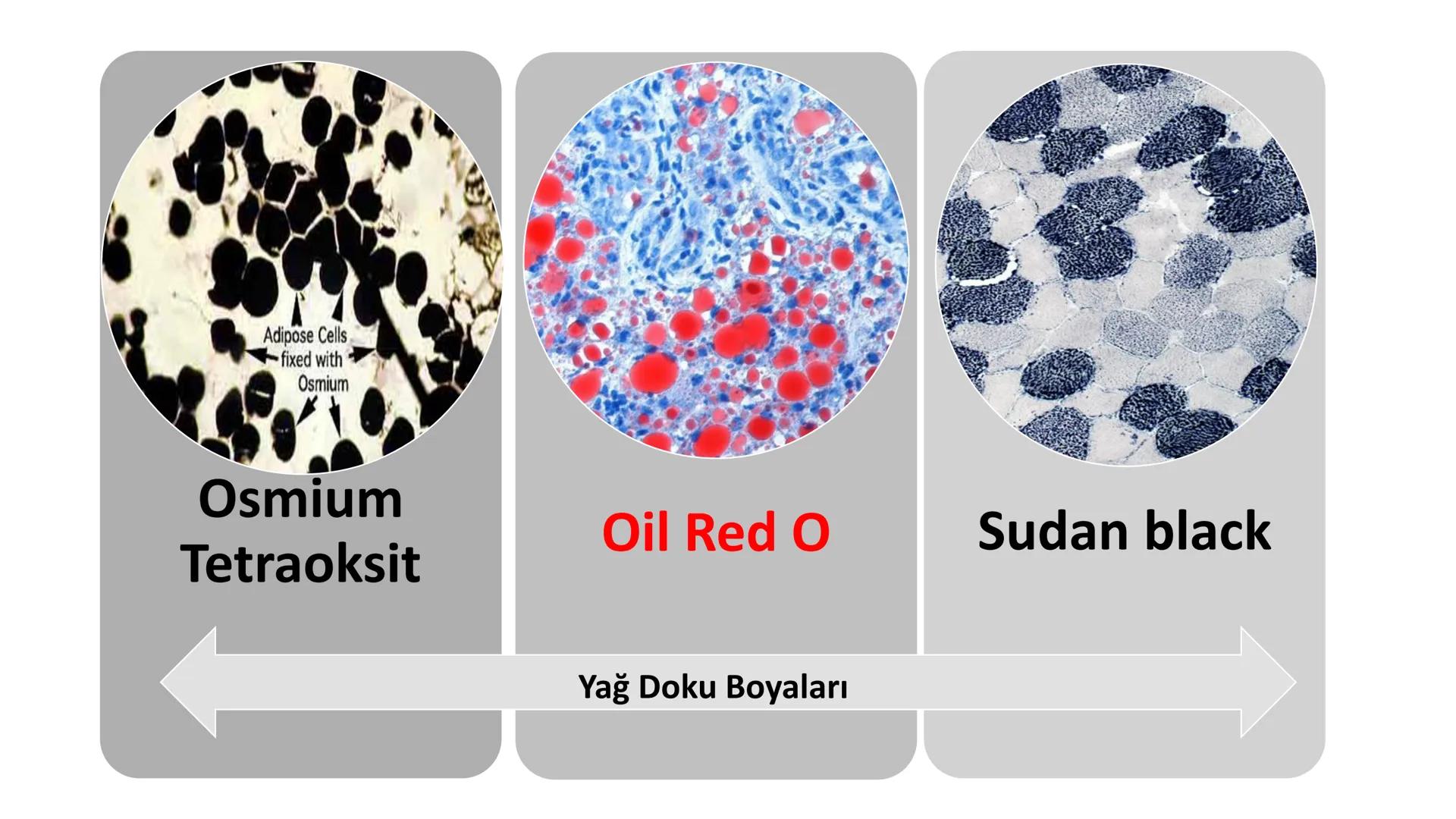 BAĞ DOKU
Doç. Dr. Sanem SARIBAŞ
SBÜ Gülhane Tıp Fakültesi
Histoloji ve Embriyoloji AD Örtü Epiteli
Bağ Doku
Bez Epiteli Bağ doku mezoderm or