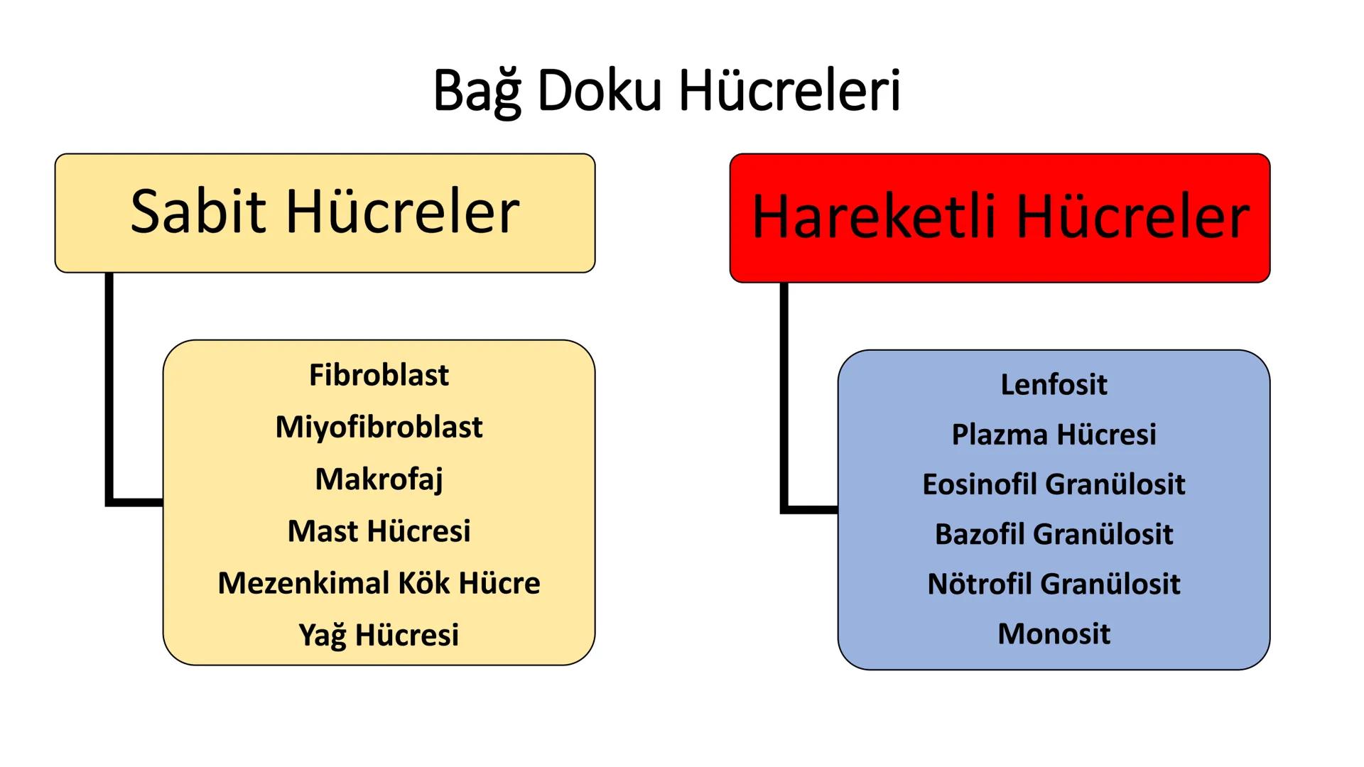 BAĞ DOKU
Doç. Dr. Sanem SARIBAŞ
SBÜ Gülhane Tıp Fakültesi
Histoloji ve Embriyoloji AD Örtü Epiteli
Bağ Doku
Bez Epiteli Bağ doku mezoderm or