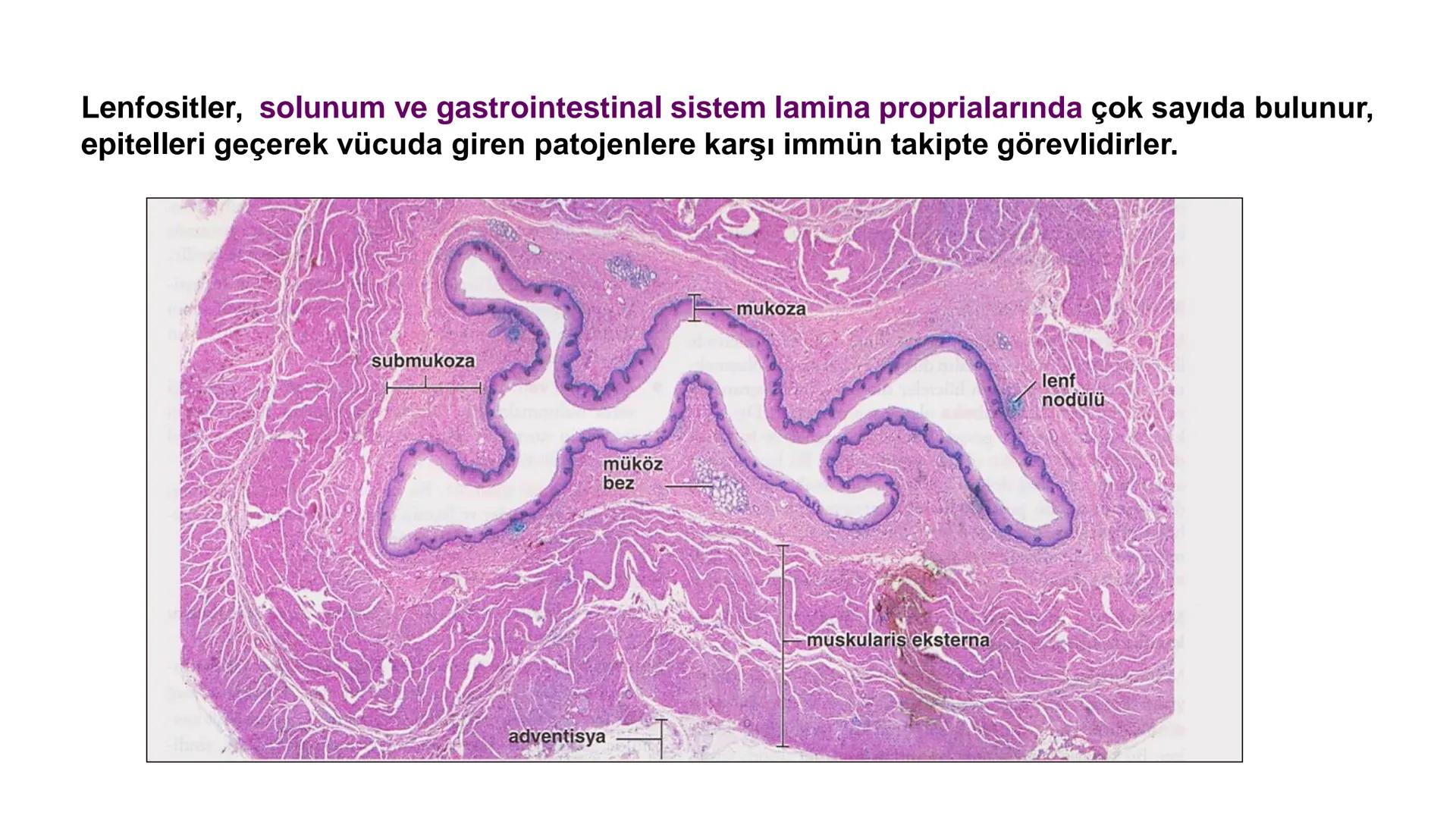 BAĞ DOKU
Doç. Dr. Sanem SARIBAŞ
SBÜ Gülhane Tıp Fakültesi
Histoloji ve Embriyoloji AD Örtü Epiteli
Bağ Doku
Bez Epiteli Bağ doku mezoderm or