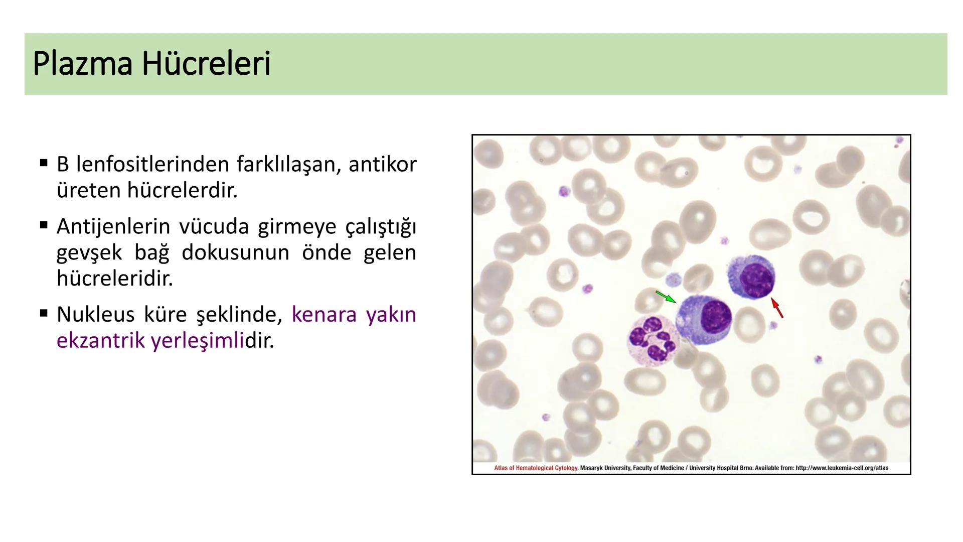 BAĞ DOKU
Doç. Dr. Sanem SARIBAŞ
SBÜ Gülhane Tıp Fakültesi
Histoloji ve Embriyoloji AD Örtü Epiteli
Bağ Doku
Bez Epiteli Bağ doku mezoderm or