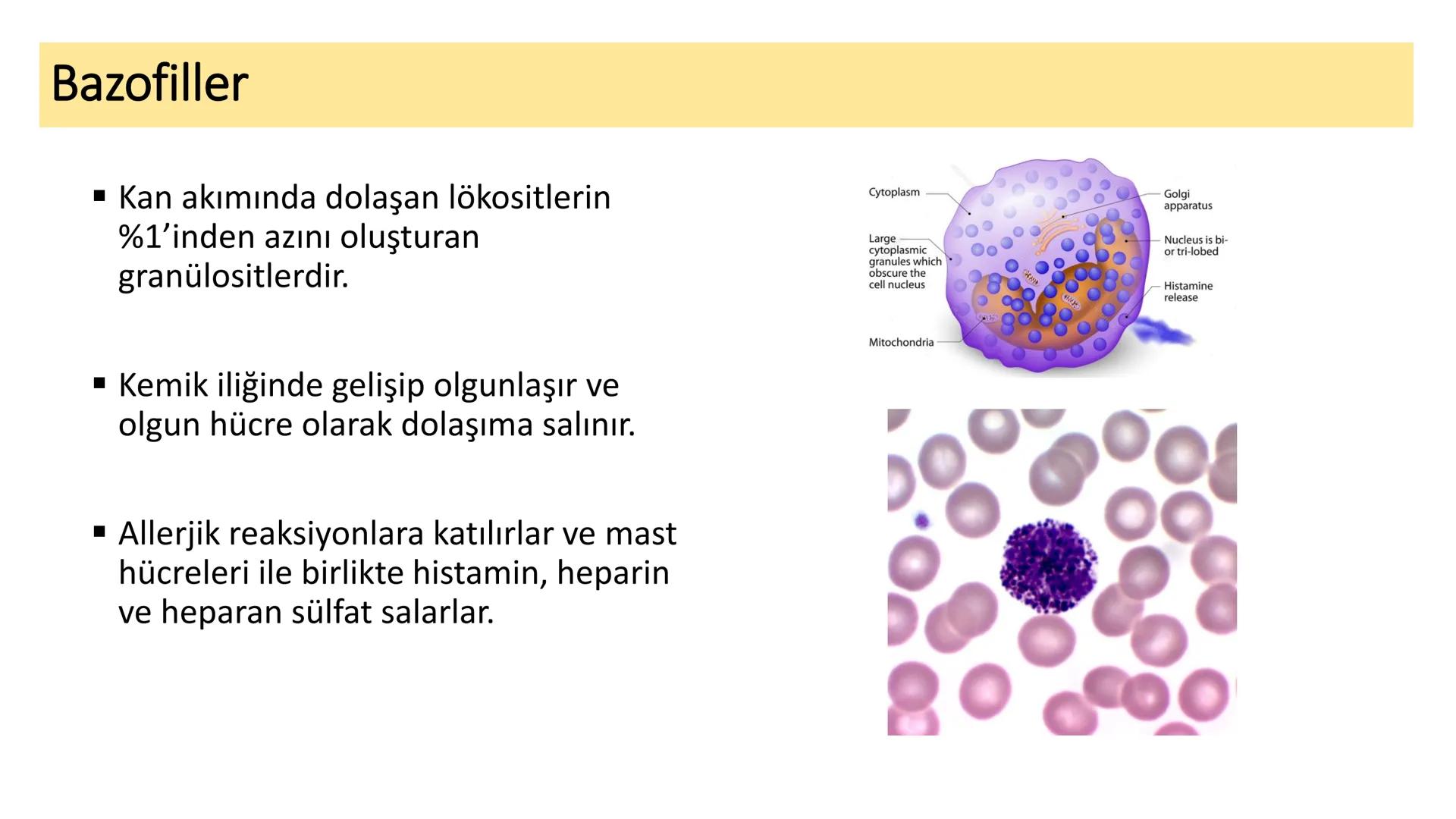 BAĞ DOKU
Doç. Dr. Sanem SARIBAŞ
SBÜ Gülhane Tıp Fakültesi
Histoloji ve Embriyoloji AD Örtü Epiteli
Bağ Doku
Bez Epiteli Bağ doku mezoderm or