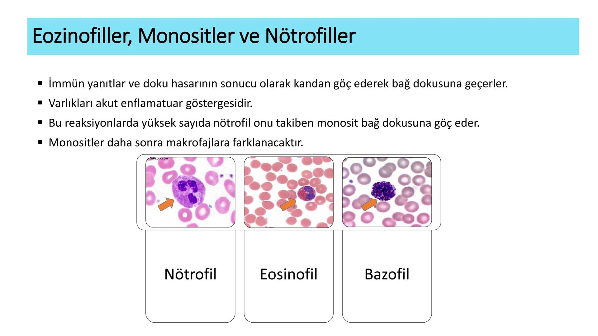 BAĞ DOKU
Doç. Dr. Sanem SARIBAŞ
SBÜ Gülhane Tıp Fakültesi
Histoloji ve Embriyoloji AD Örtü Epiteli
Bağ Doku
Bez Epiteli Bağ doku mezoderm or