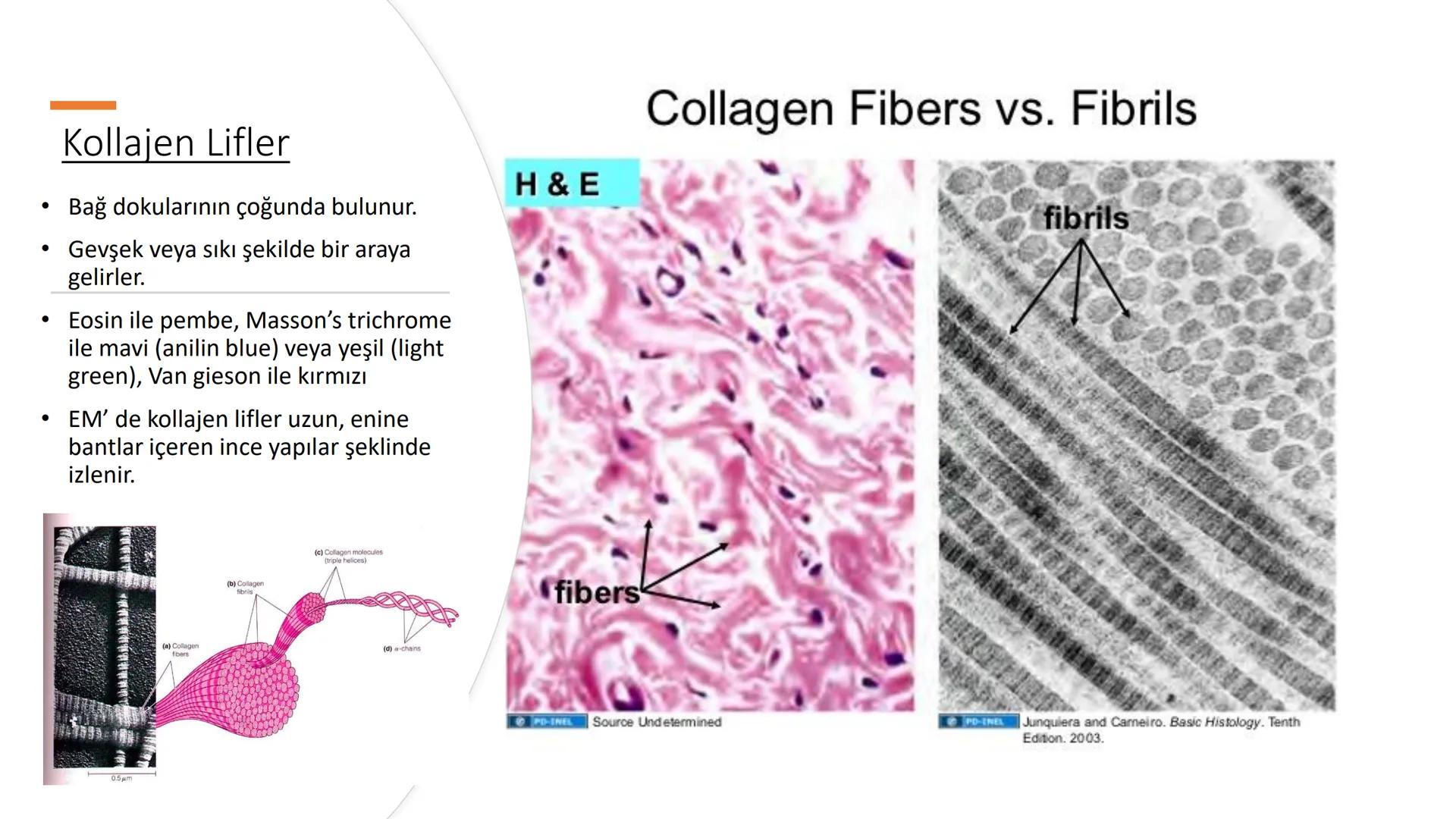 BAĞ DOKU
Doç. Dr. Sanem SARIBAŞ
SBÜ Gülhane Tıp Fakültesi
Histoloji ve Embriyoloji AD Örtü Epiteli
Bağ Doku
Bez Epiteli Bağ doku mezoderm or