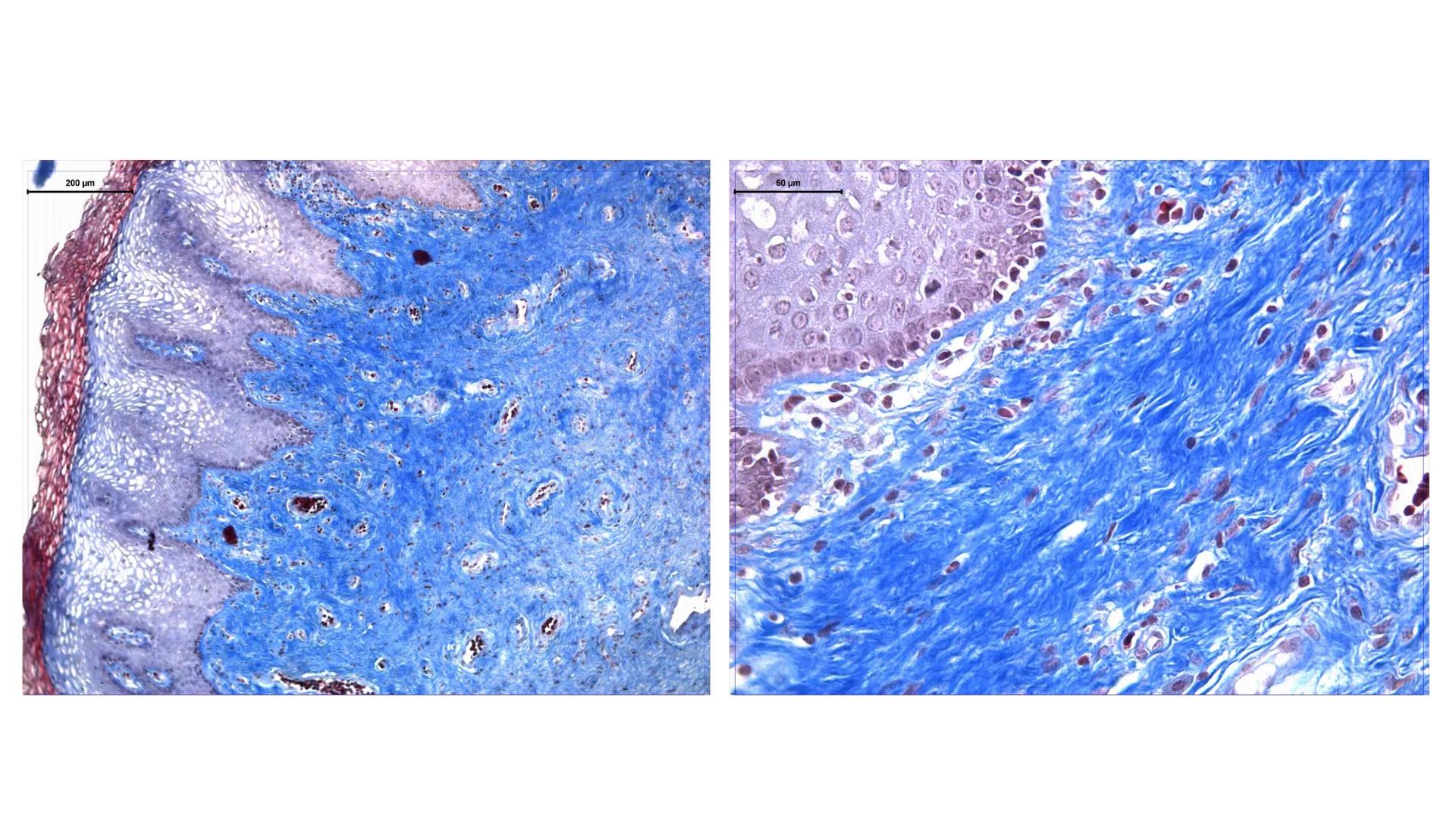 BAĞ DOKU
Doç. Dr. Sanem SARIBAŞ
SBÜ Gülhane Tıp Fakültesi
Histoloji ve Embriyoloji AD Örtü Epiteli
Bağ Doku
Bez Epiteli Bağ doku mezoderm or