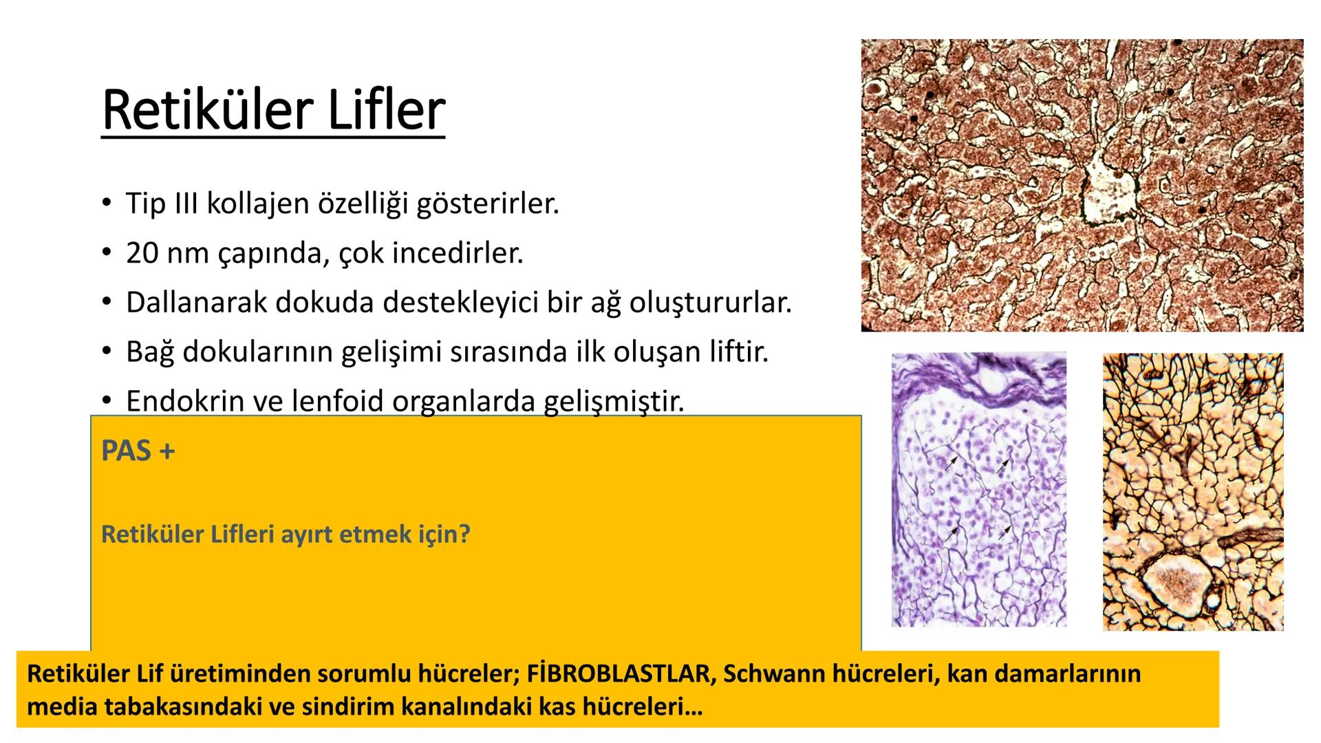 BAĞ DOKU
Doç. Dr. Sanem SARIBAŞ
SBÜ Gülhane Tıp Fakültesi
Histoloji ve Embriyoloji AD Örtü Epiteli
Bağ Doku
Bez Epiteli Bağ doku mezoderm or