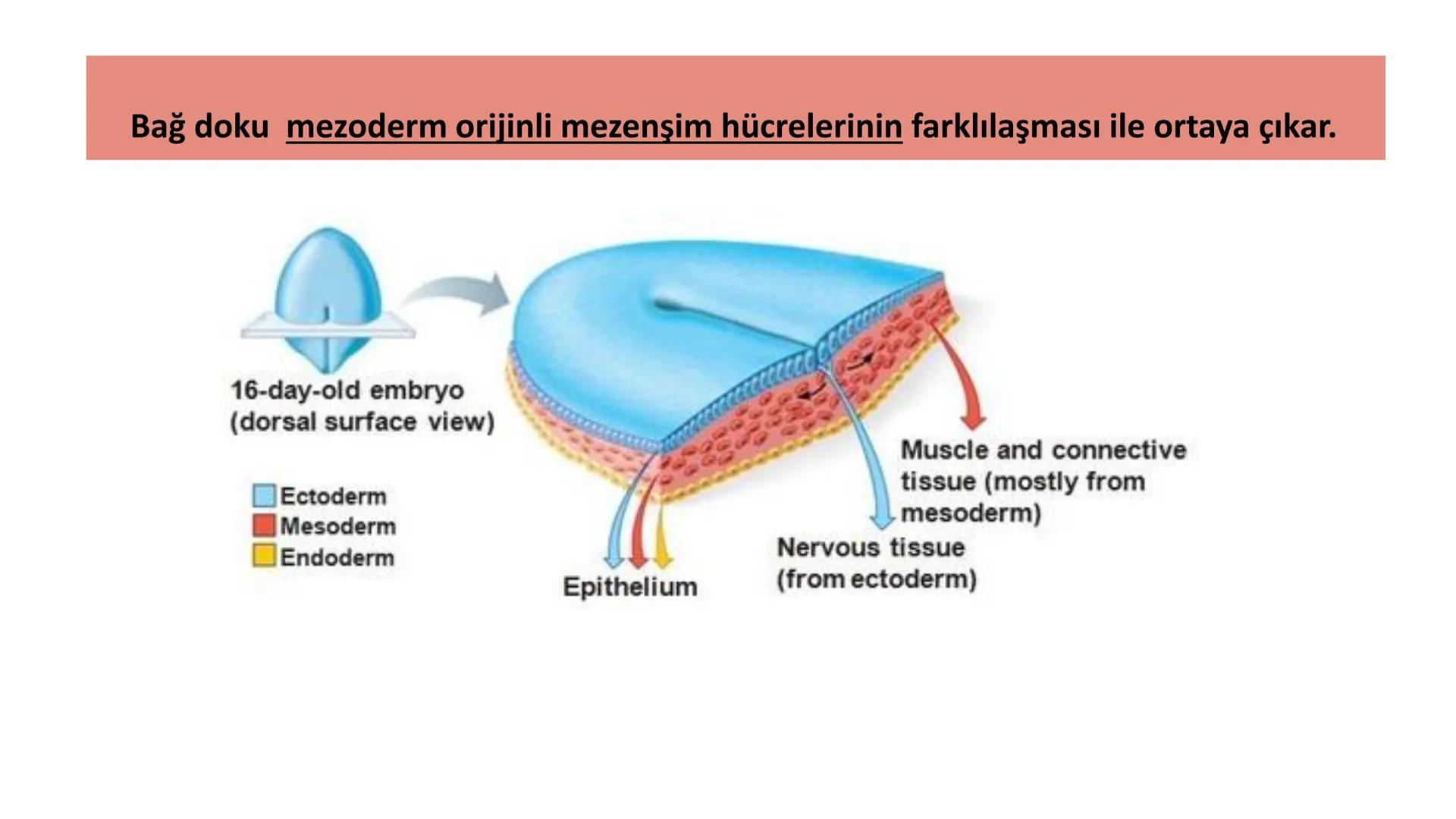 BAĞ DOKU
Doç. Dr. Sanem SARIBAŞ
SBÜ Gülhane Tıp Fakültesi
Histoloji ve Embriyoloji AD Örtü Epiteli
Bağ Doku
Bez Epiteli Bağ doku mezoderm or