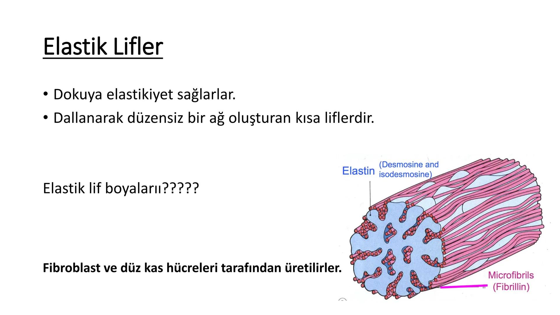 BAĞ DOKU
Doç. Dr. Sanem SARIBAŞ
SBÜ Gülhane Tıp Fakültesi
Histoloji ve Embriyoloji AD Örtü Epiteli
Bağ Doku
Bez Epiteli Bağ doku mezoderm or