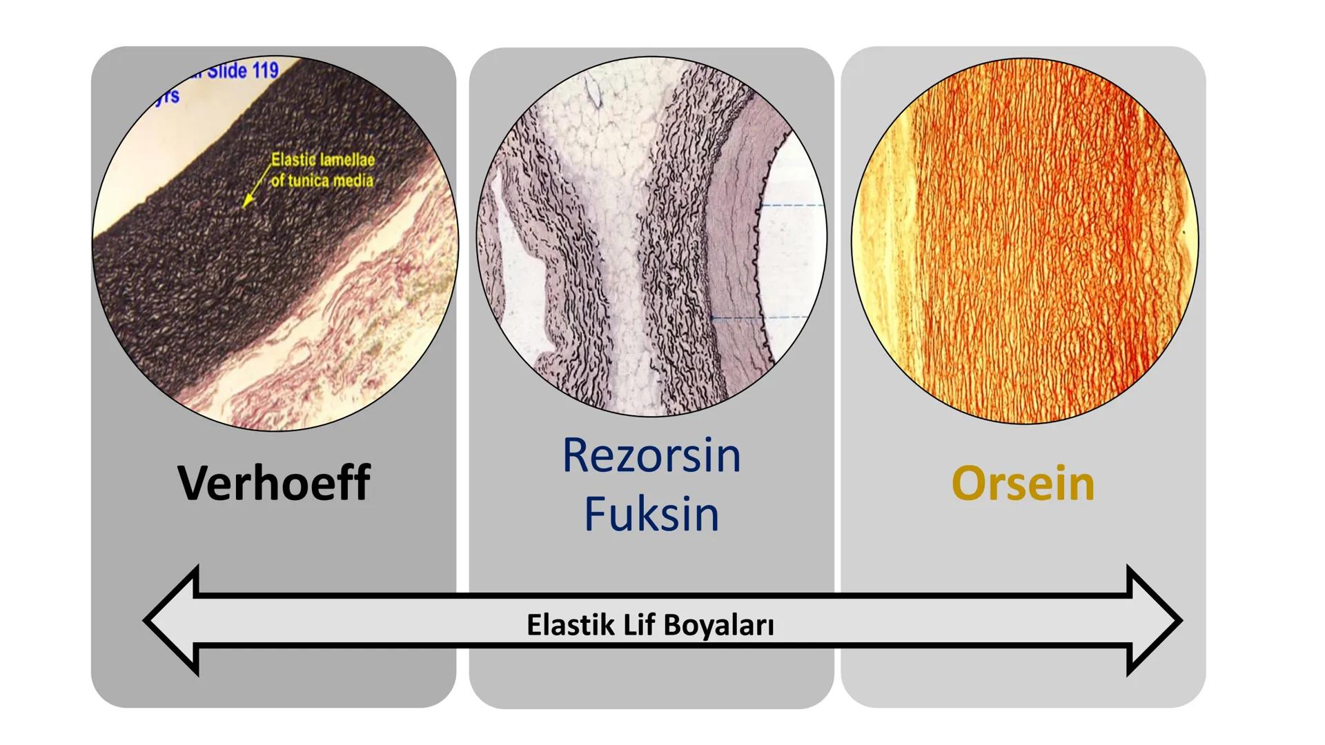 BAĞ DOKU
Doç. Dr. Sanem SARIBAŞ
SBÜ Gülhane Tıp Fakültesi
Histoloji ve Embriyoloji AD Örtü Epiteli
Bağ Doku
Bez Epiteli Bağ doku mezoderm or