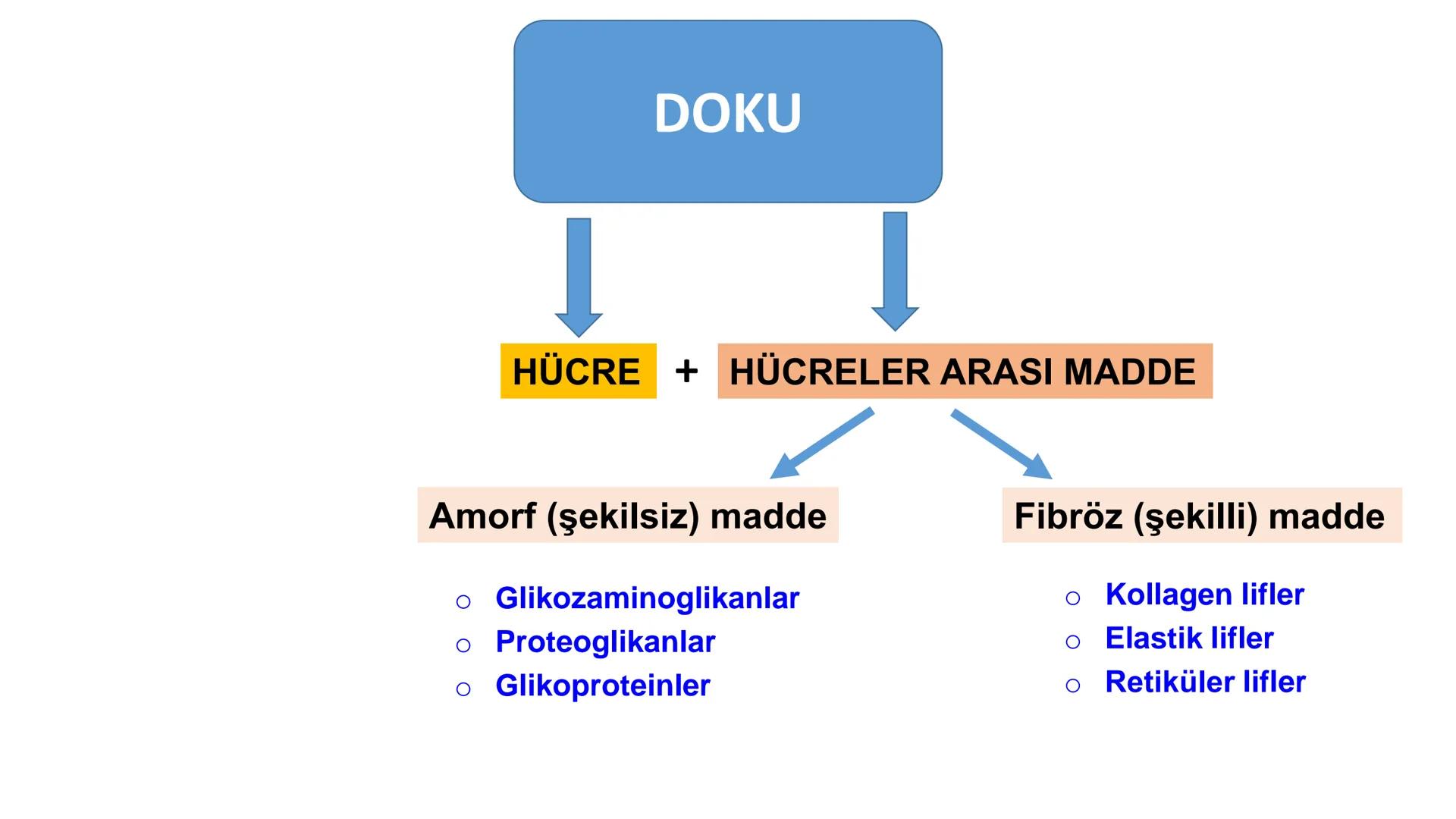 BAĞ DOKU
Doç. Dr. Sanem SARIBAŞ
SBÜ Gülhane Tıp Fakültesi
Histoloji ve Embriyoloji AD Örtü Epiteli
Bağ Doku
Bez Epiteli Bağ doku mezoderm or
