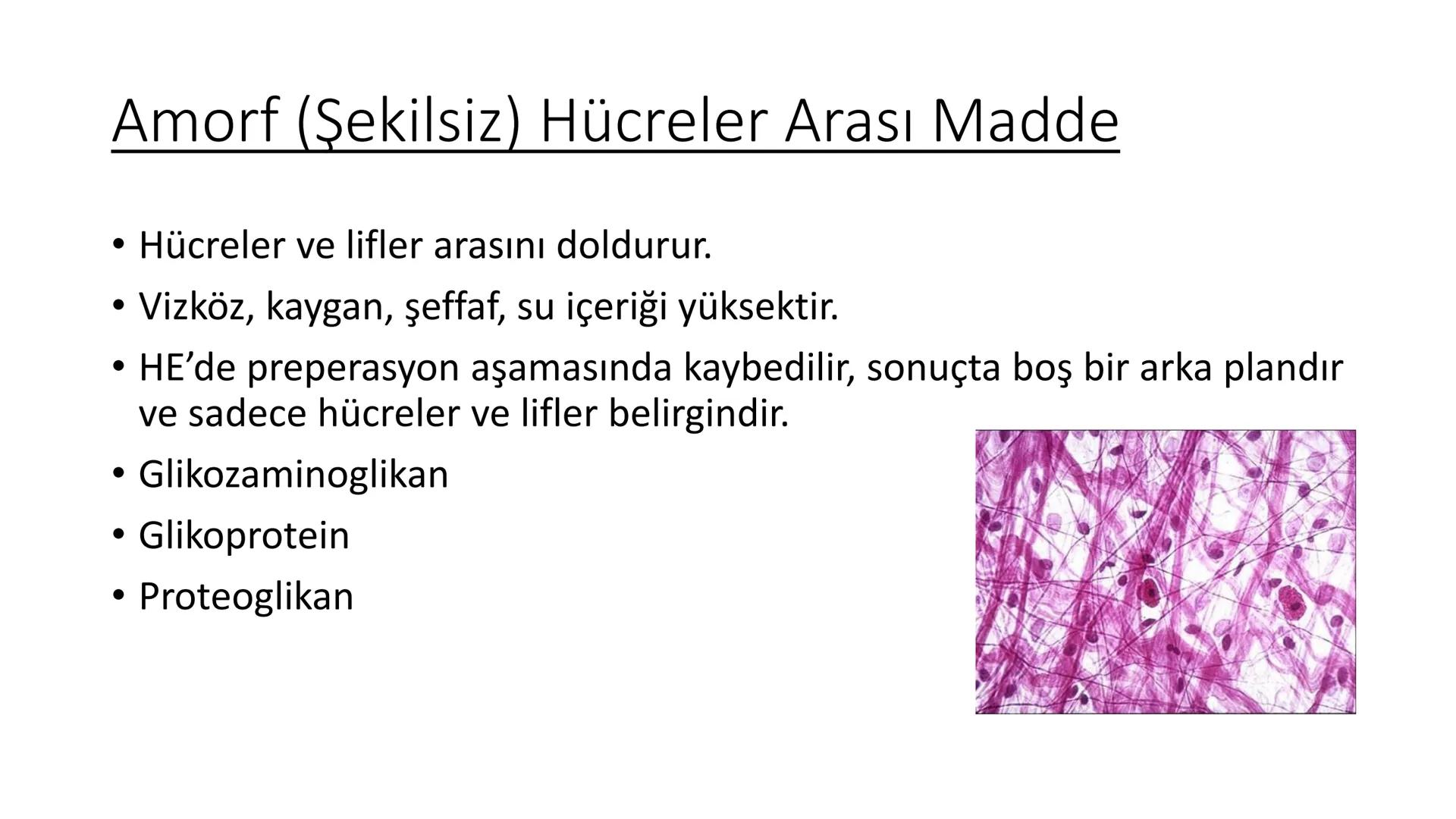 BAĞ DOKU
Doç. Dr. Sanem SARIBAŞ
SBÜ Gülhane Tıp Fakültesi
Histoloji ve Embriyoloji AD Örtü Epiteli
Bağ Doku
Bez Epiteli Bağ doku mezoderm or