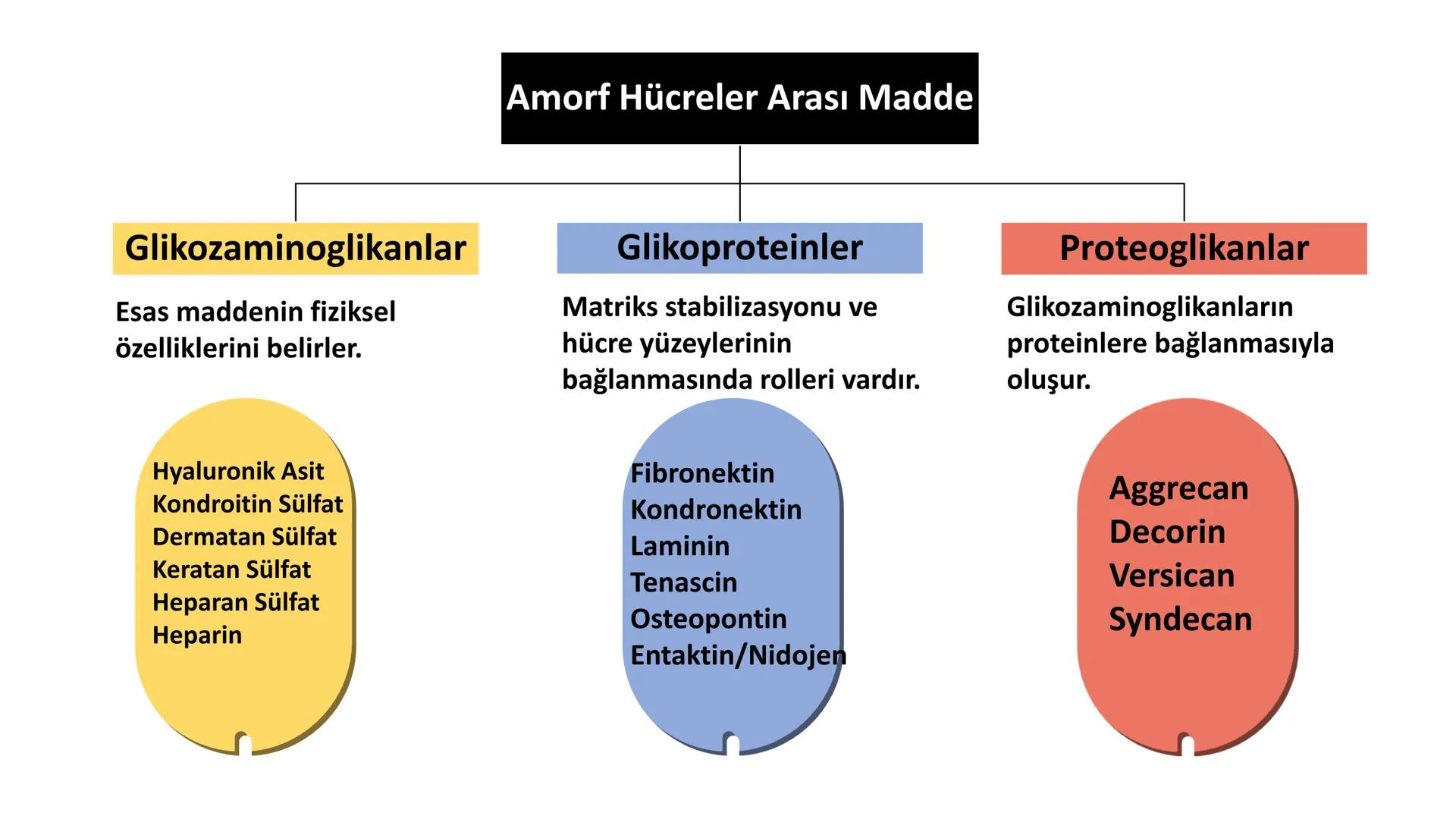 BAĞ DOKU
Doç. Dr. Sanem SARIBAŞ
SBÜ Gülhane Tıp Fakültesi
Histoloji ve Embriyoloji AD Örtü Epiteli
Bağ Doku
Bez Epiteli Bağ doku mezoderm or