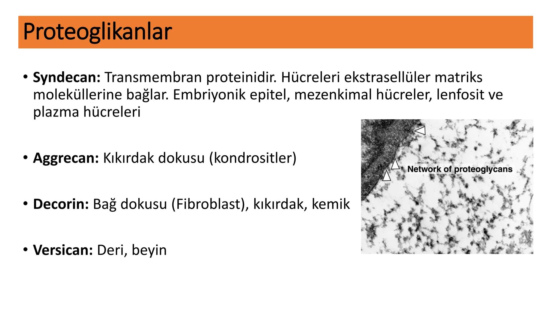BAĞ DOKU
Doç. Dr. Sanem SARIBAŞ
SBÜ Gülhane Tıp Fakültesi
Histoloji ve Embriyoloji AD Örtü Epiteli
Bağ Doku
Bez Epiteli Bağ doku mezoderm or