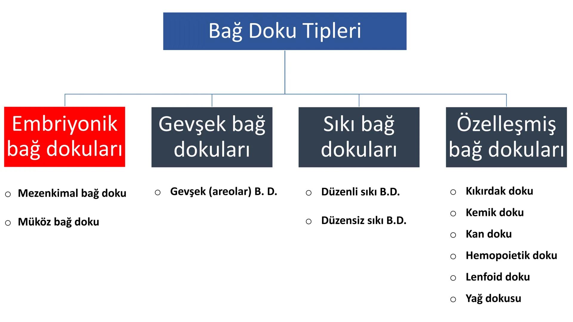 BAĞ DOKU
Doç. Dr. Sanem SARIBAŞ
SBÜ Gülhane Tıp Fakültesi
Histoloji ve Embriyoloji AD Örtü Epiteli
Bağ Doku
Bez Epiteli Bağ doku mezoderm or