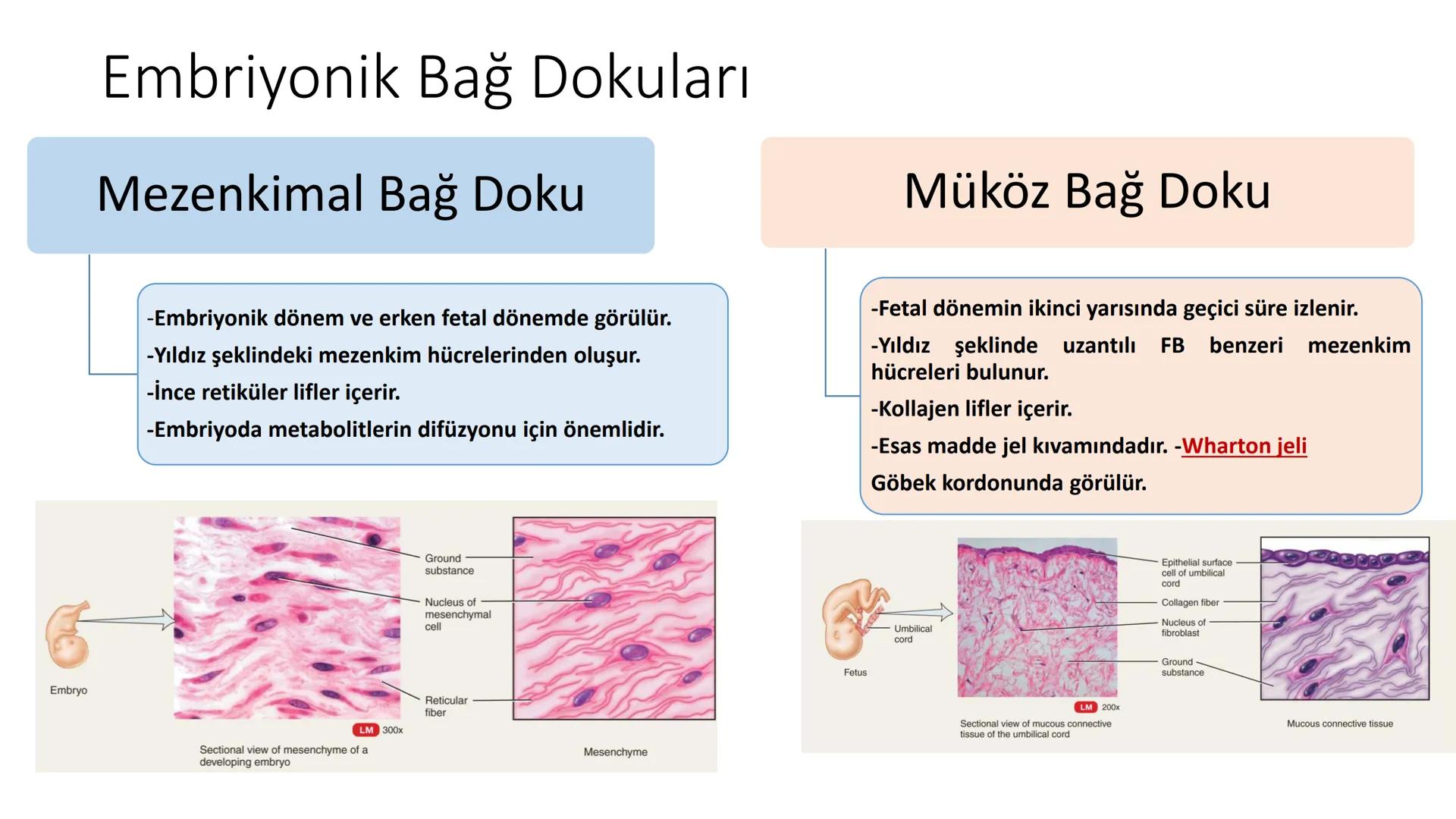 BAĞ DOKU
Doç. Dr. Sanem SARIBAŞ
SBÜ Gülhane Tıp Fakültesi
Histoloji ve Embriyoloji AD Örtü Epiteli
Bağ Doku
Bez Epiteli Bağ doku mezoderm or