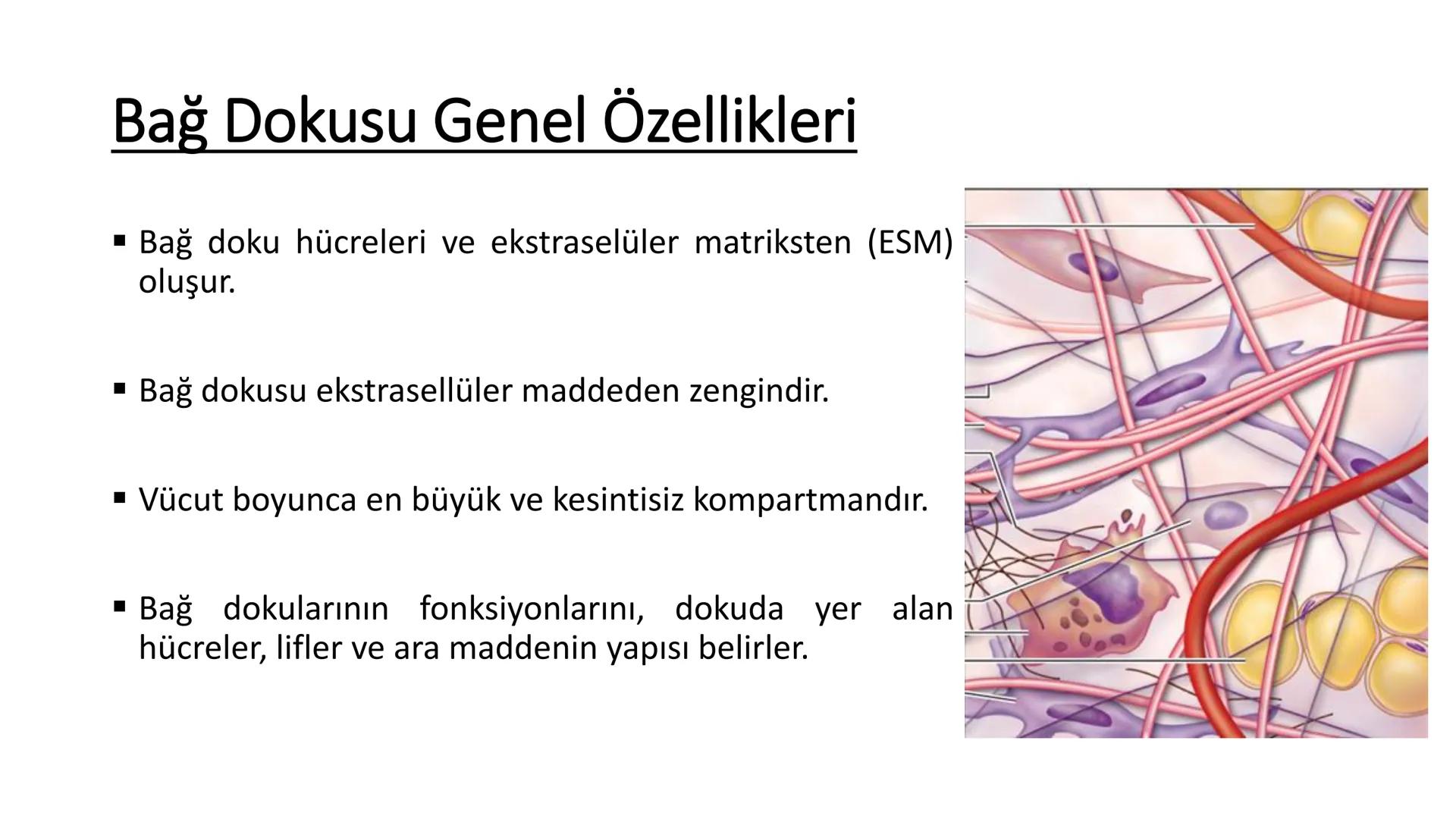 BAĞ DOKU
Doç. Dr. Sanem SARIBAŞ
SBÜ Gülhane Tıp Fakültesi
Histoloji ve Embriyoloji AD Örtü Epiteli
Bağ Doku
Bez Epiteli Bağ doku mezoderm or