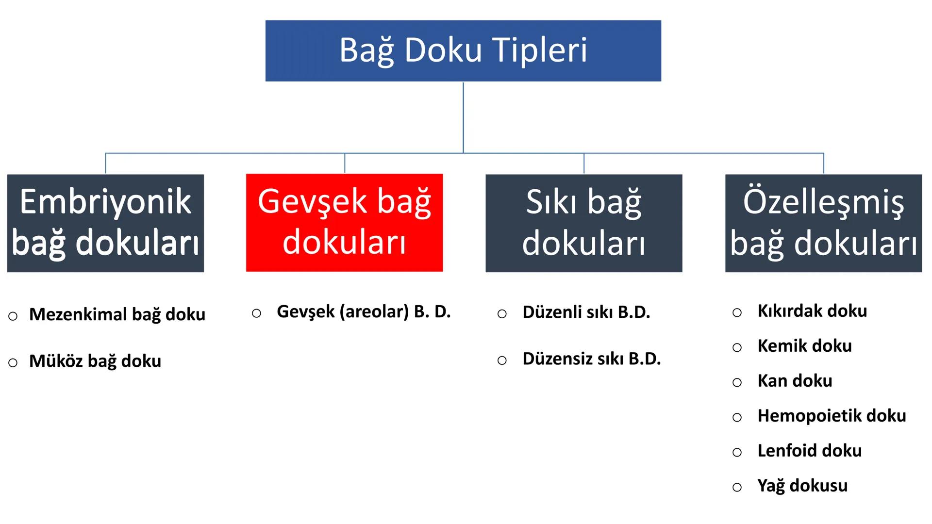 BAĞ DOKU
Doç. Dr. Sanem SARIBAŞ
SBÜ Gülhane Tıp Fakültesi
Histoloji ve Embriyoloji AD Örtü Epiteli
Bağ Doku
Bez Epiteli Bağ doku mezoderm or