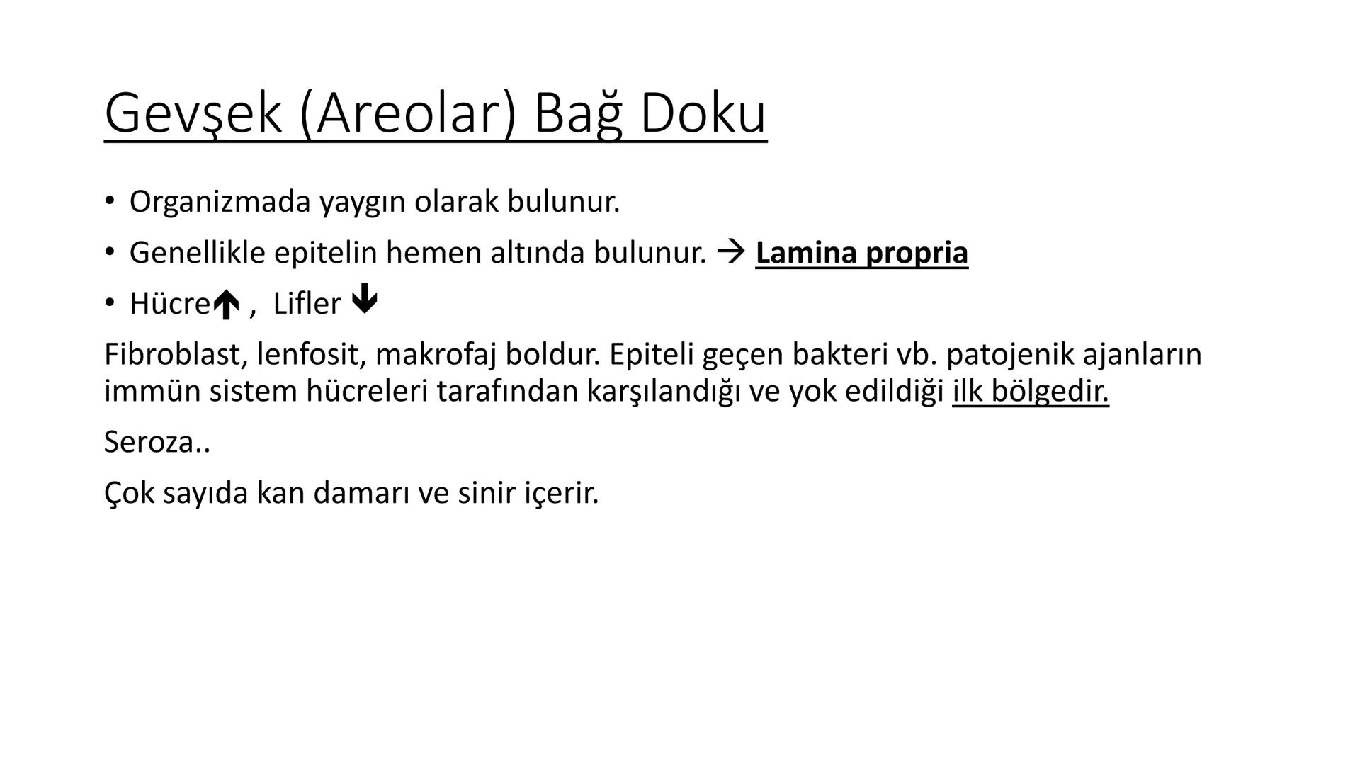 BAĞ DOKU
Doç. Dr. Sanem SARIBAŞ
SBÜ Gülhane Tıp Fakültesi
Histoloji ve Embriyoloji AD Örtü Epiteli
Bağ Doku
Bez Epiteli Bağ doku mezoderm or