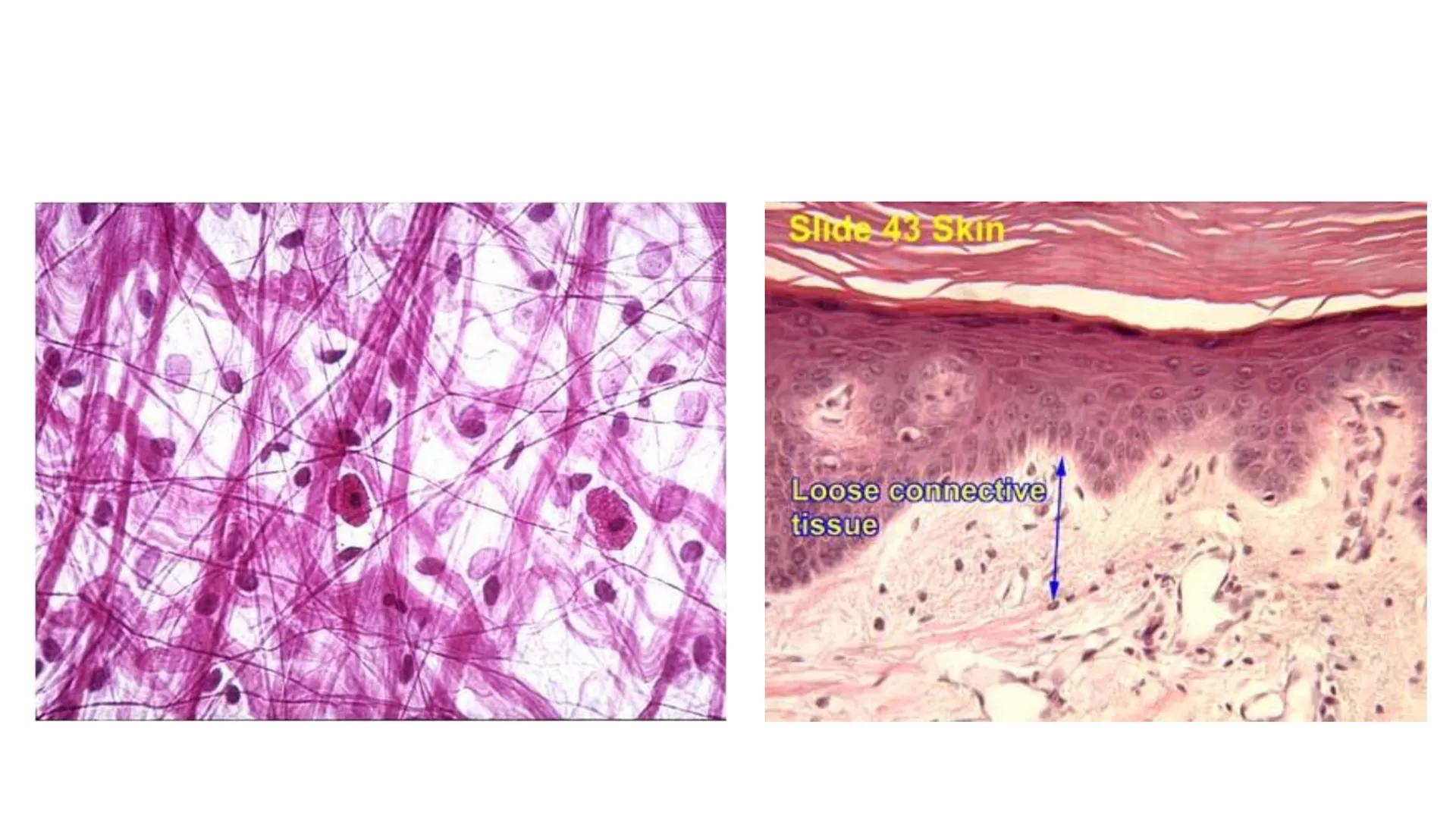 BAĞ DOKU
Doç. Dr. Sanem SARIBAŞ
SBÜ Gülhane Tıp Fakültesi
Histoloji ve Embriyoloji AD Örtü Epiteli
Bağ Doku
Bez Epiteli Bağ doku mezoderm or