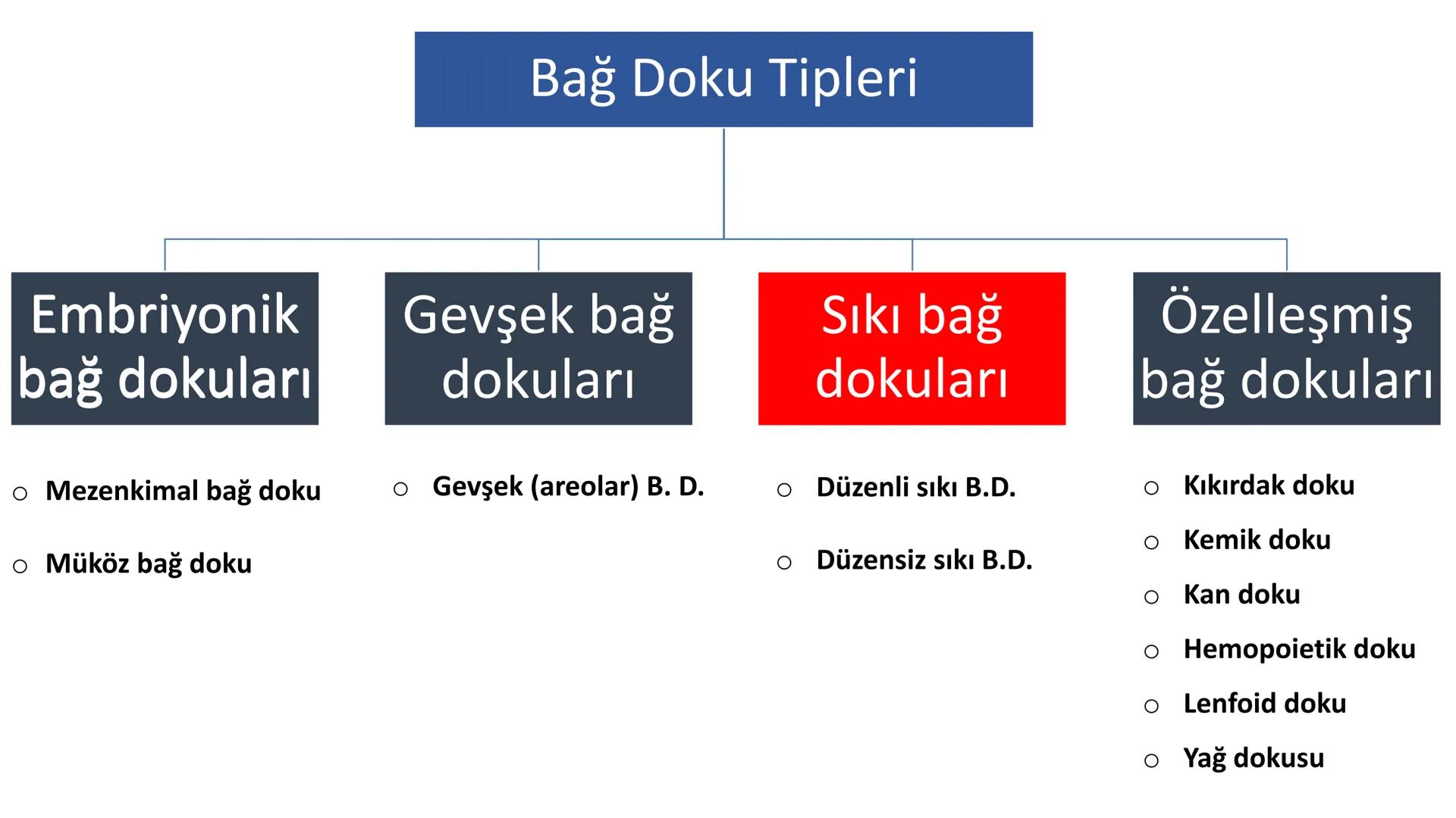 BAĞ DOKU
Doç. Dr. Sanem SARIBAŞ
SBÜ Gülhane Tıp Fakültesi
Histoloji ve Embriyoloji AD Örtü Epiteli
Bağ Doku
Bez Epiteli Bağ doku mezoderm or