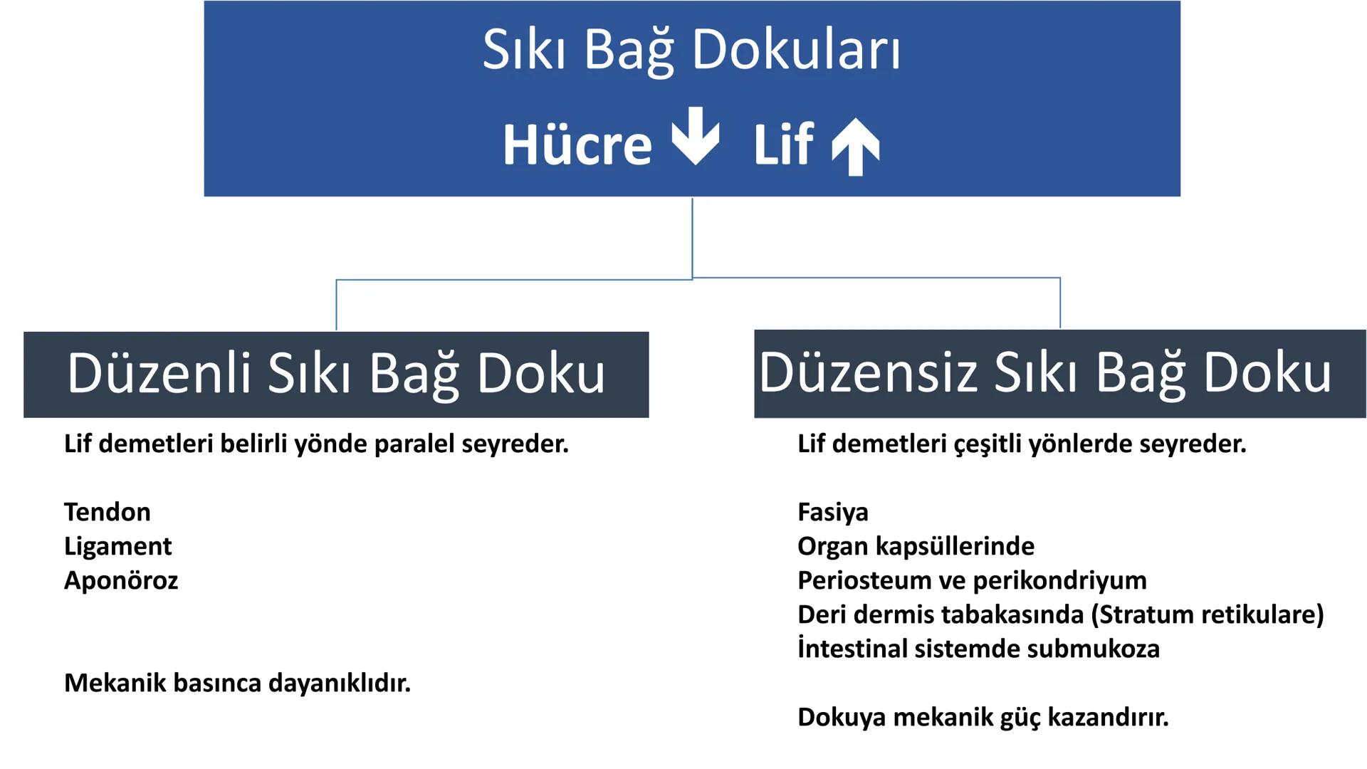 BAĞ DOKU
Doç. Dr. Sanem SARIBAŞ
SBÜ Gülhane Tıp Fakültesi
Histoloji ve Embriyoloji AD Örtü Epiteli
Bağ Doku
Bez Epiteli Bağ doku mezoderm or