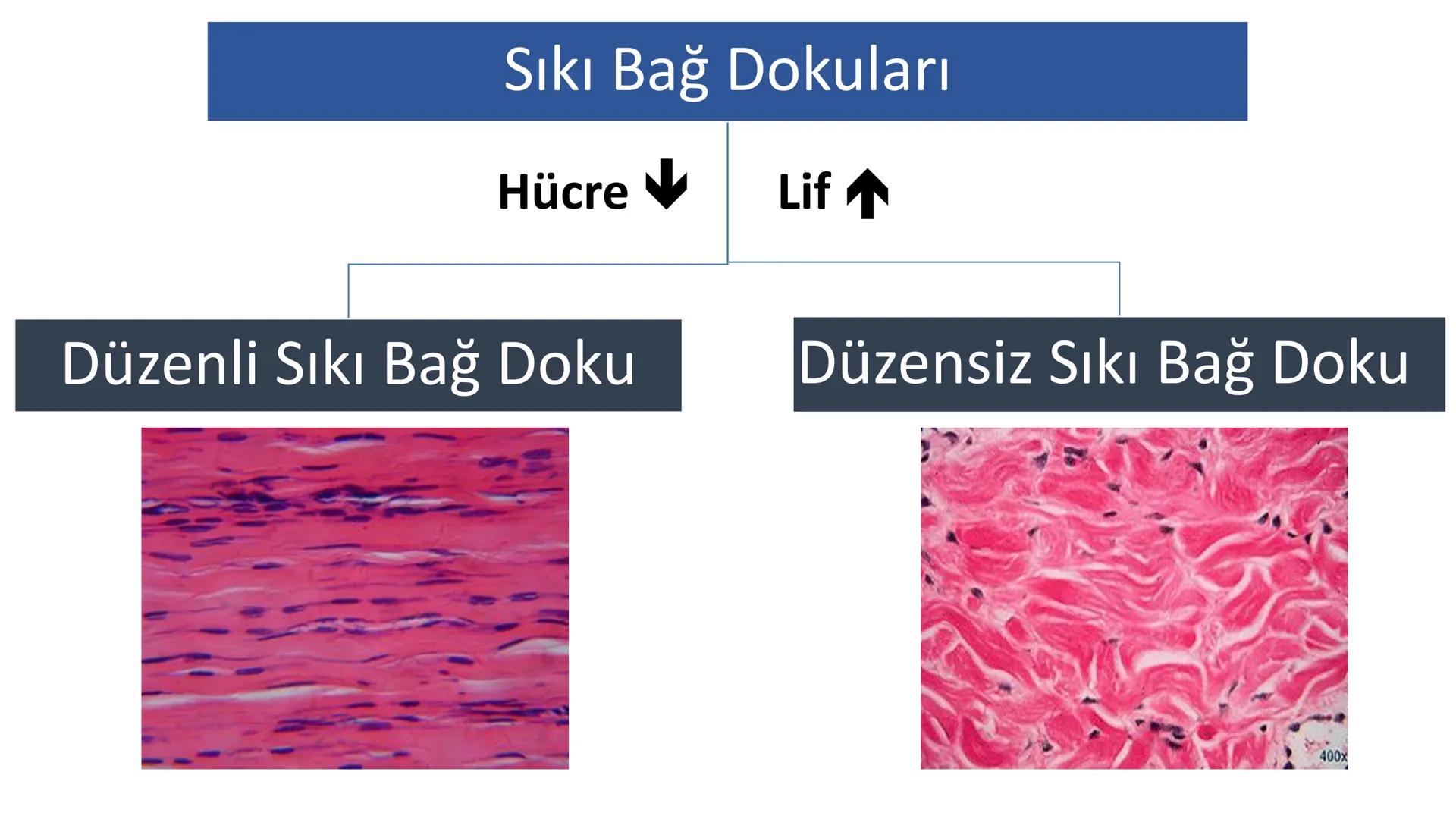 BAĞ DOKU
Doç. Dr. Sanem SARIBAŞ
SBÜ Gülhane Tıp Fakültesi
Histoloji ve Embriyoloji AD Örtü Epiteli
Bağ Doku
Bez Epiteli Bağ doku mezoderm or
