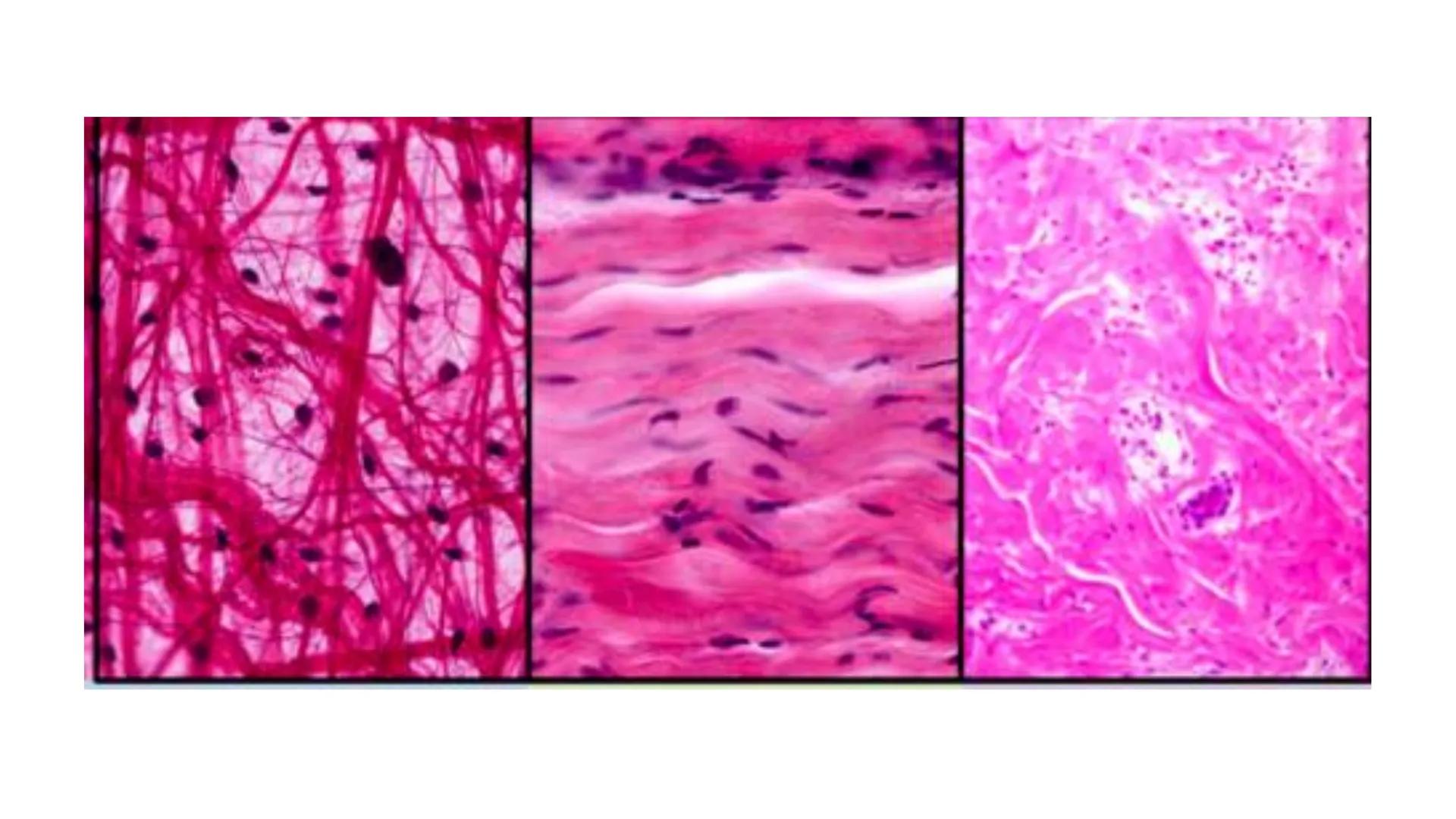 BAĞ DOKU
Doç. Dr. Sanem SARIBAŞ
SBÜ Gülhane Tıp Fakültesi
Histoloji ve Embriyoloji AD Örtü Epiteli
Bağ Doku
Bez Epiteli Bağ doku mezoderm or