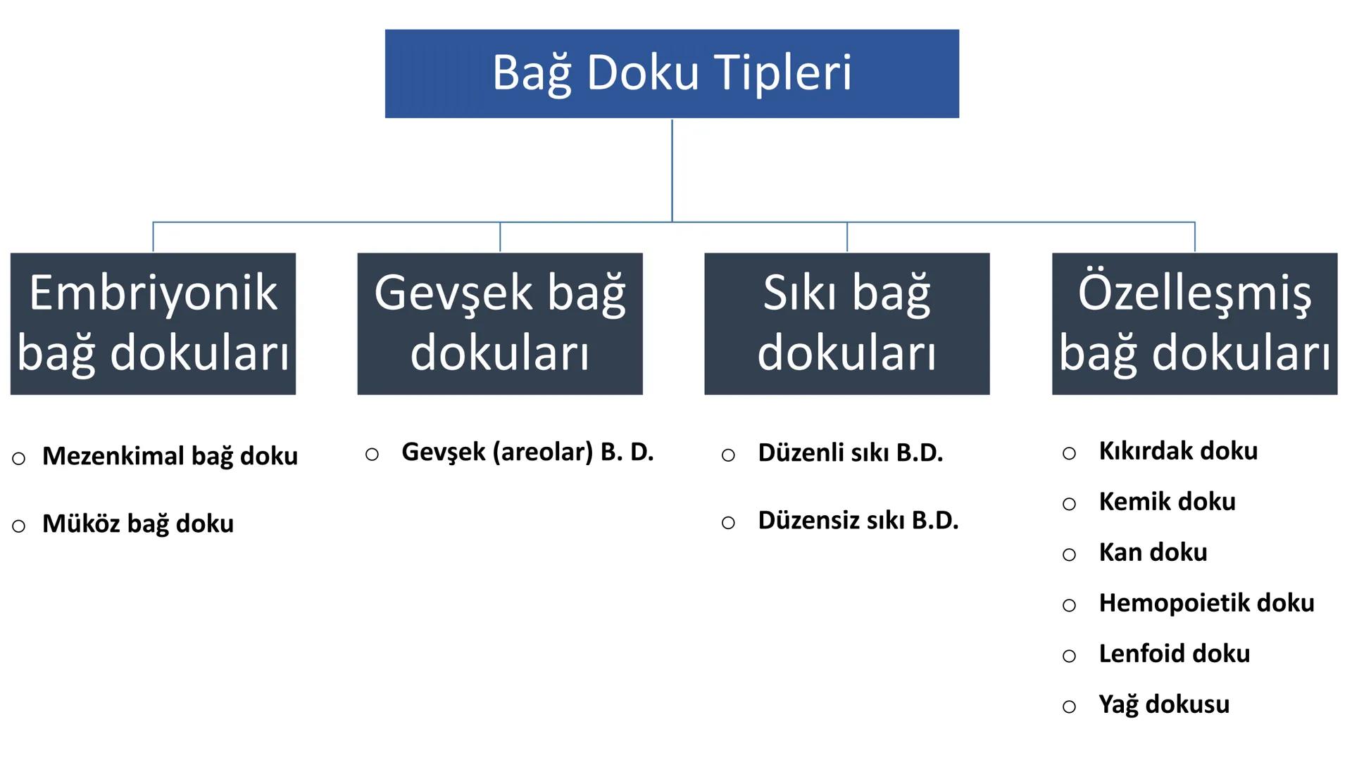 BAĞ DOKU
Doç. Dr. Sanem SARIBAŞ
SBÜ Gülhane Tıp Fakültesi
Histoloji ve Embriyoloji AD Örtü Epiteli
Bağ Doku
Bez Epiteli Bağ doku mezoderm or