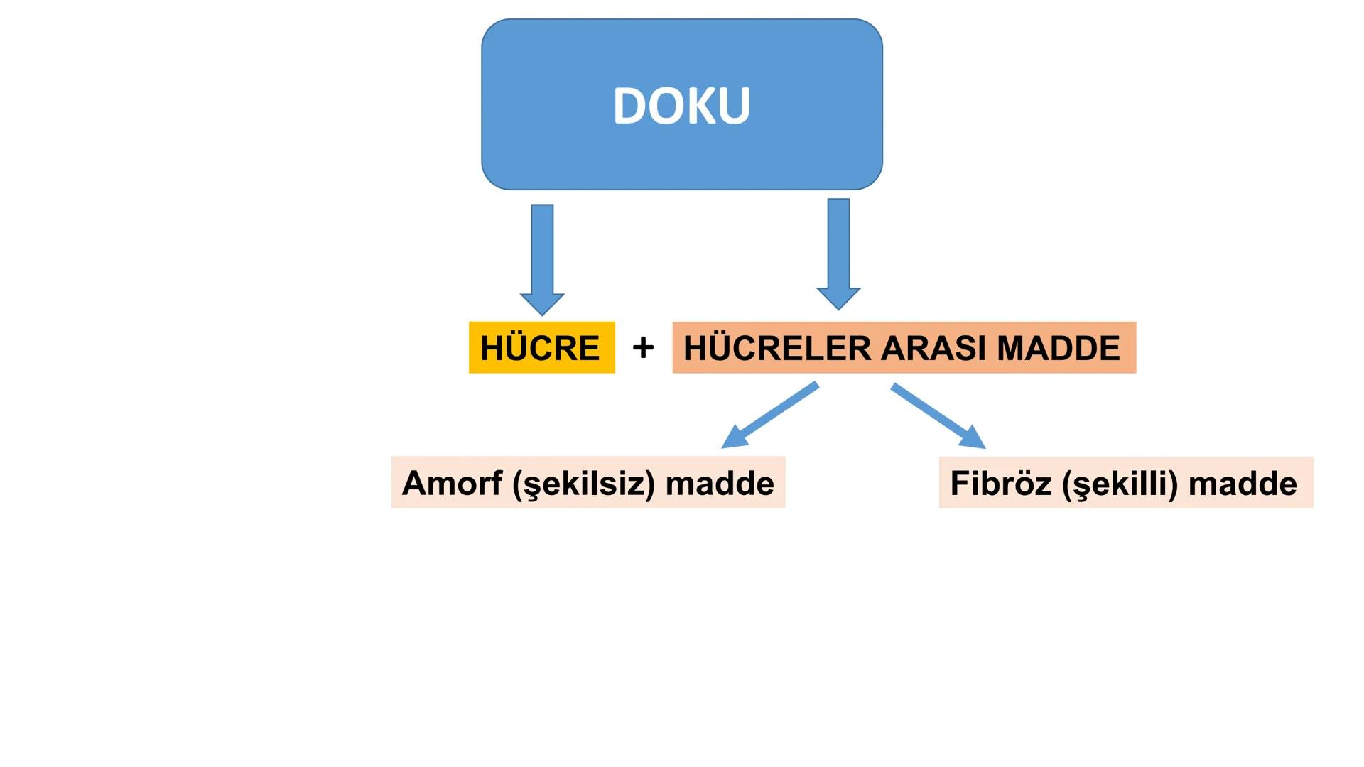 BAĞ DOKU
Doç. Dr. Sanem SARIBAŞ
SBÜ Gülhane Tıp Fakültesi
Histoloji ve Embriyoloji AD Örtü Epiteli
Bağ Doku
Bez Epiteli Bağ doku mezoderm or