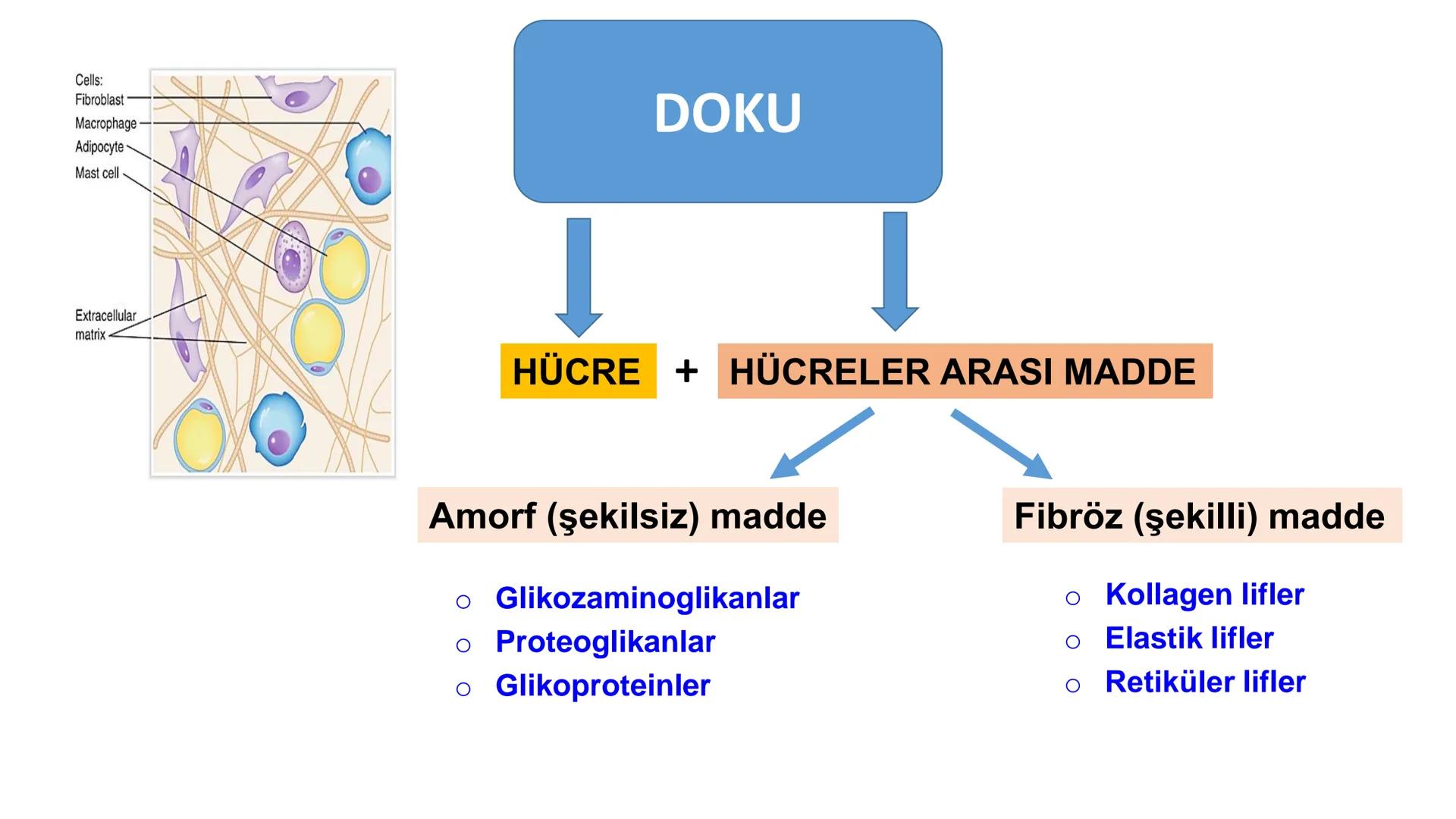 BAĞ DOKU
Doç. Dr. Sanem SARIBAŞ
SBÜ Gülhane Tıp Fakültesi
Histoloji ve Embriyoloji AD Örtü Epiteli
Bağ Doku
Bez Epiteli Bağ doku mezoderm or