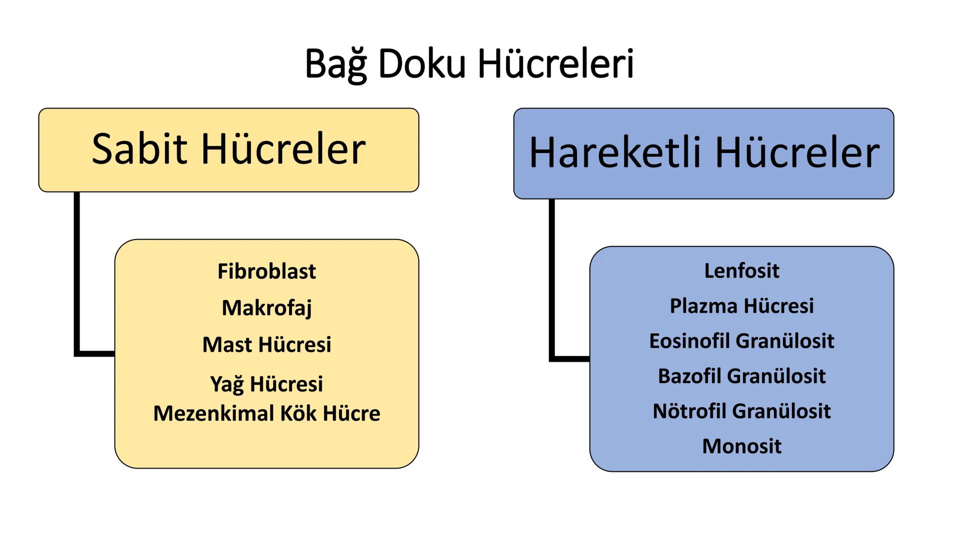 BAĞ DOKU
Doç. Dr. Sanem SARIBAŞ
SBÜ Gülhane Tıp Fakültesi
Histoloji ve Embriyoloji AD Örtü Epiteli
Bağ Doku
Bez Epiteli Bağ doku mezoderm or