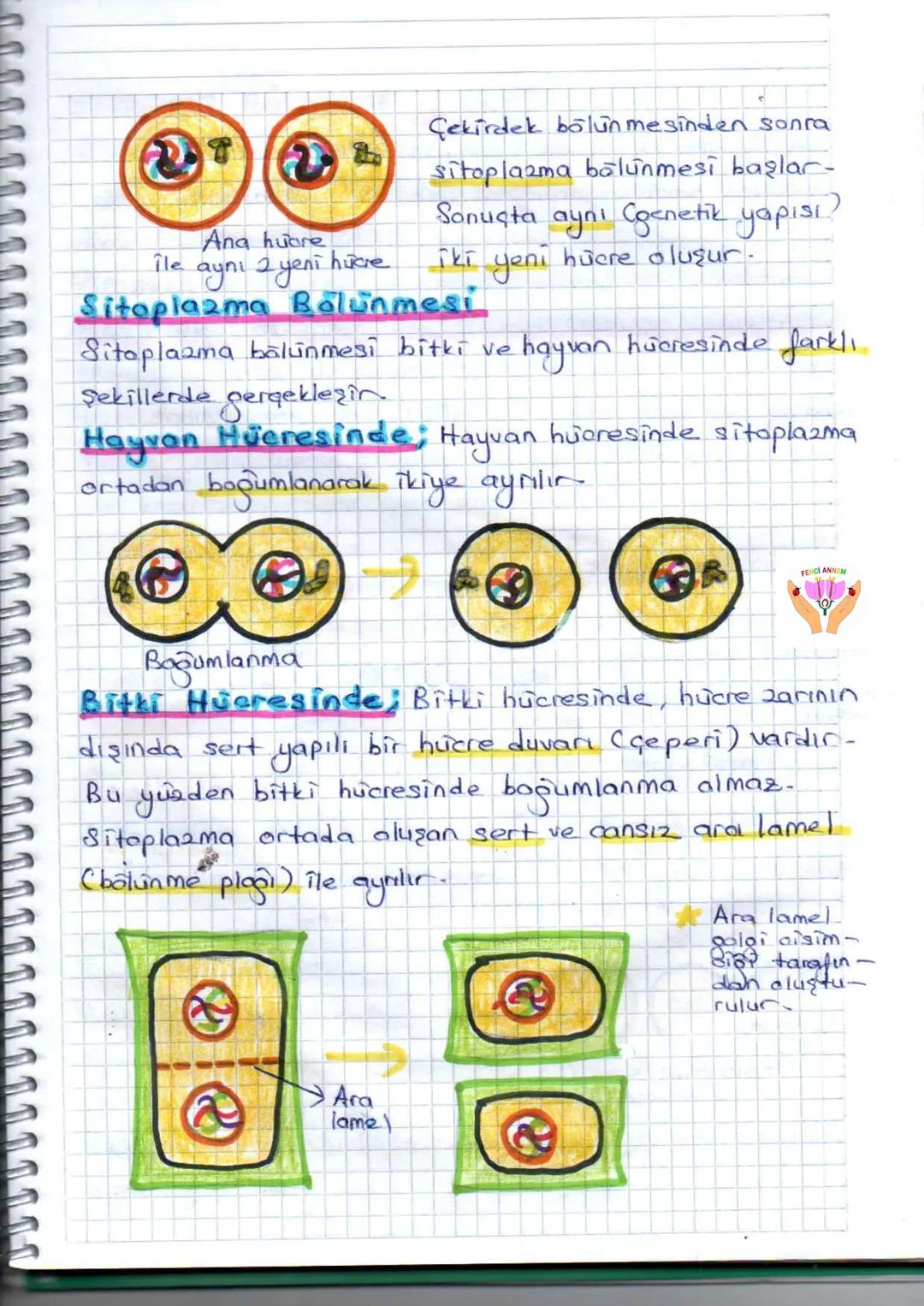 FENCI ANNEM
HÜCRE BÖLÜNMESİ,
Canlılar hücrelerden oluşmuşlardır - Hücre belirli
bir büyüklüğe erişincė çekirdek hücreyi yönetmek -
te zorlan