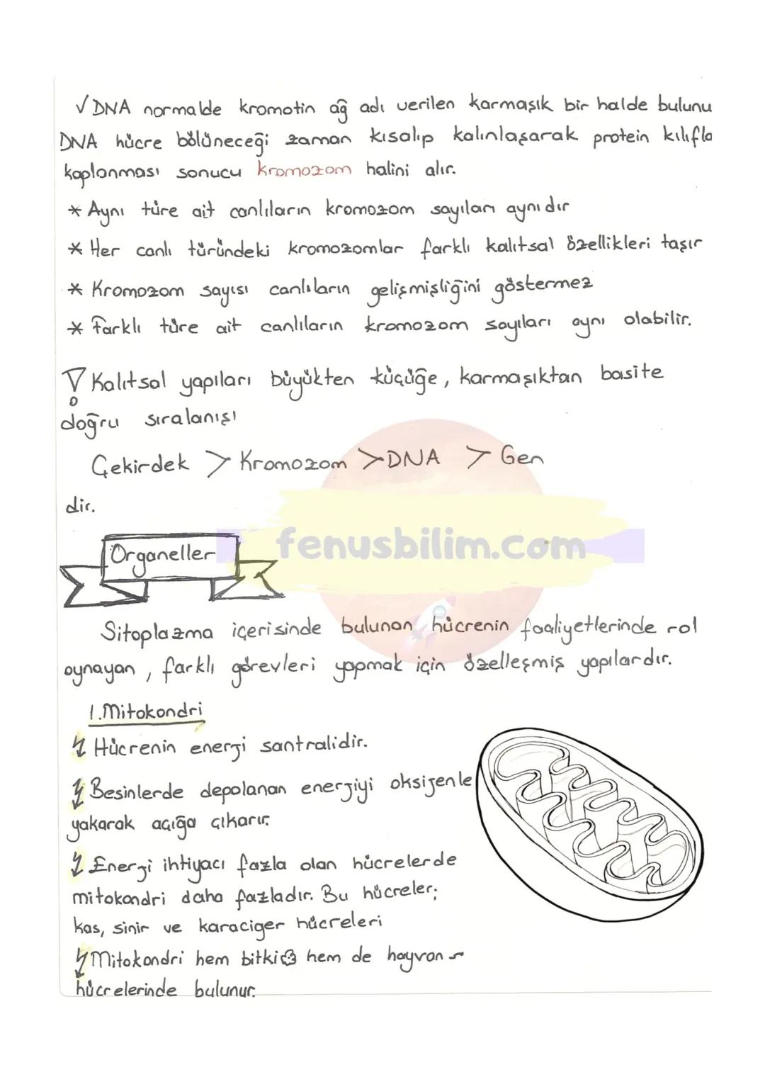 HÜCRE
✓ Canlıların, canlılık özelliğini gösteren en küçük yapı ve görev
birimine hücre denir.
V Hücreler çok küçük yapılı olduklarından dola