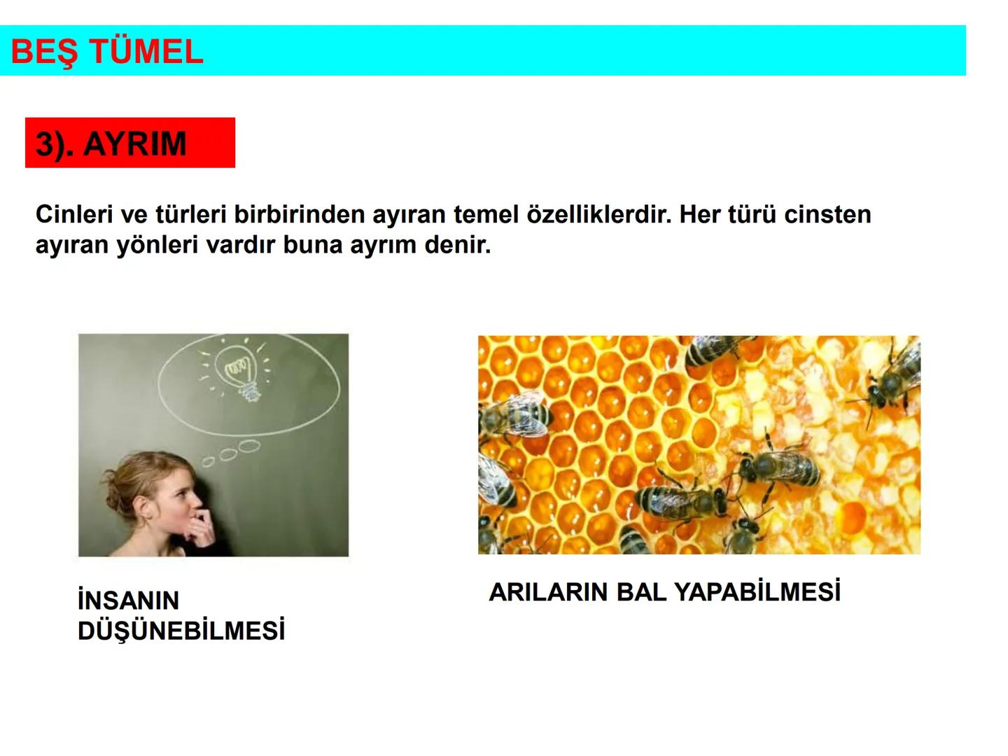 # ÜNİTE 2 : KİLASİK MANTIK
# KONU: BEŞ TÜMEL VE KAVRAMLAR
# ARASI İLİŞKİLER BEŞ TÜMEL
1).CİNS
2).TÜR
3).AYRIM
4).ÖZGÜLÜK
5).İLİNTİ # B