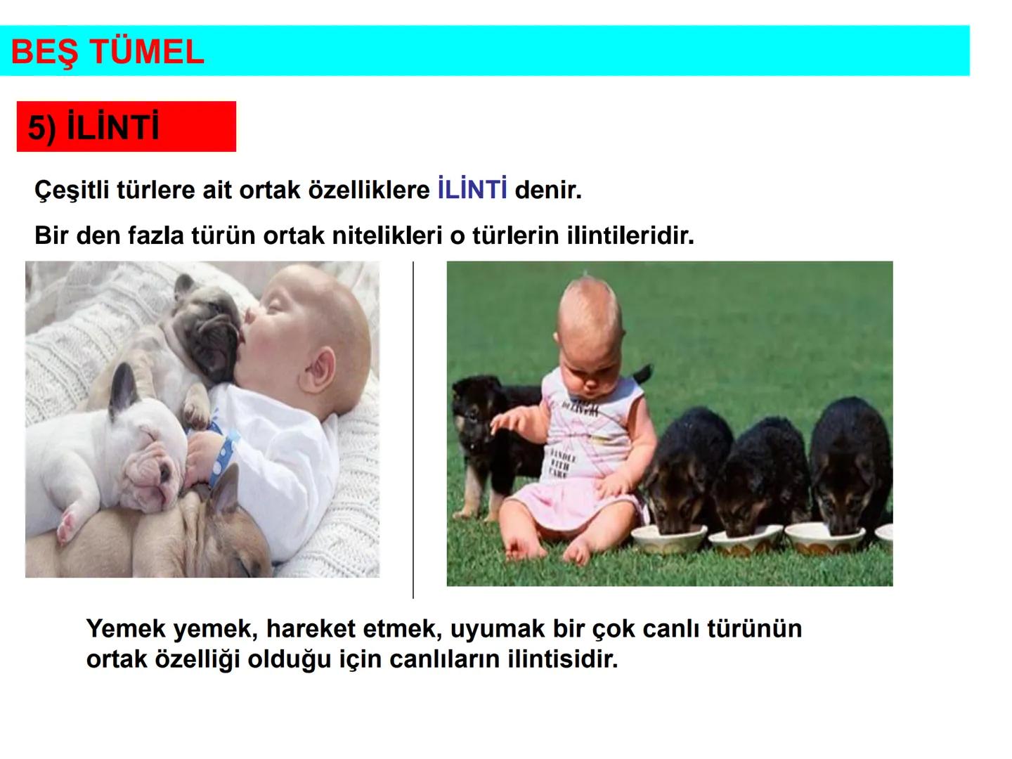 # ÜNİTE 2 : KİLASİK MANTIK
# KONU: BEŞ TÜMEL VE KAVRAMLAR
# ARASI İLİŞKİLER BEŞ TÜMEL
1).CİNS
2).TÜR
3).AYRIM
4).ÖZGÜLÜK
5).İLİNTİ # B