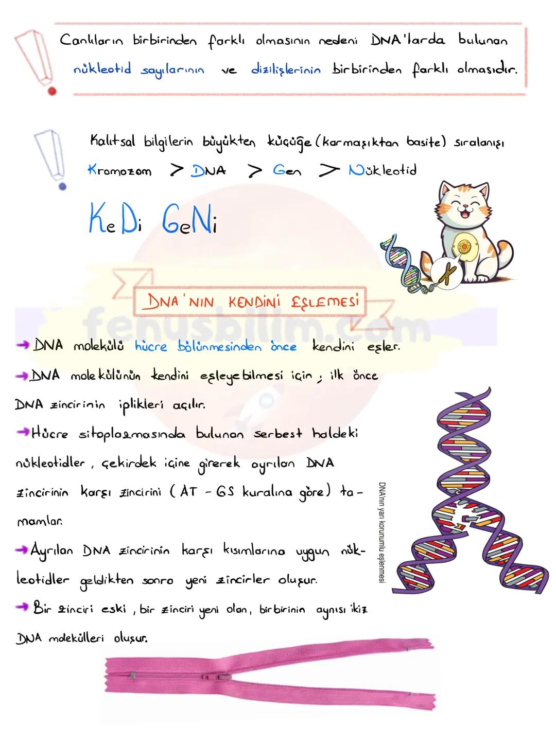 DNA
DNA VE GENETIK KOD
H
Gen
DNA
Kromozom
Hücre
Nükleotid
Canlıların kalıtsal özelliklerinin nesilden nesile
aktarılmasını sağlayan yönetici