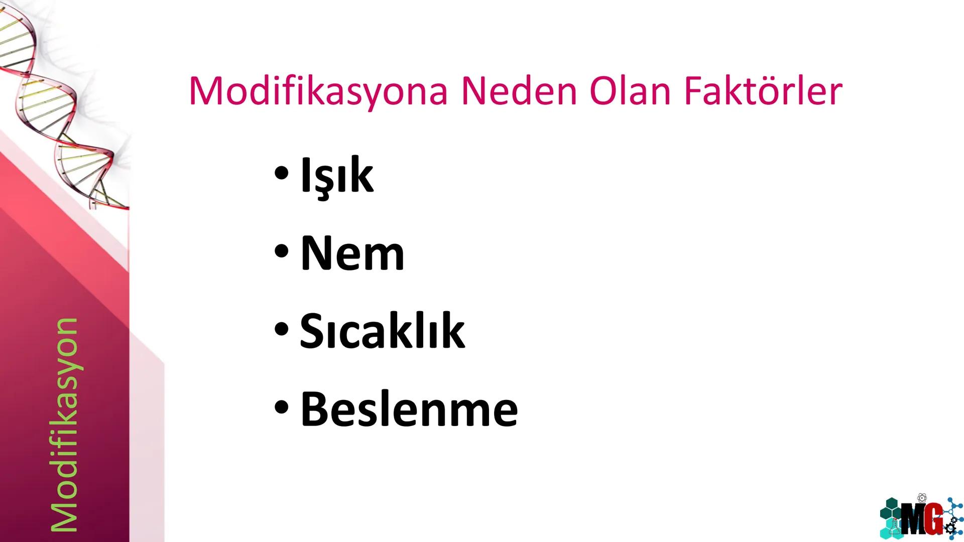 MUTASYON
MODİFİKASYON
Murat GÜRBÜZ
*MG Mutasyon
• Genetik özelliklerin yavru bireylere aktarılması DNA ile gerçekleşir. DNA,
hücre bölünmesi
