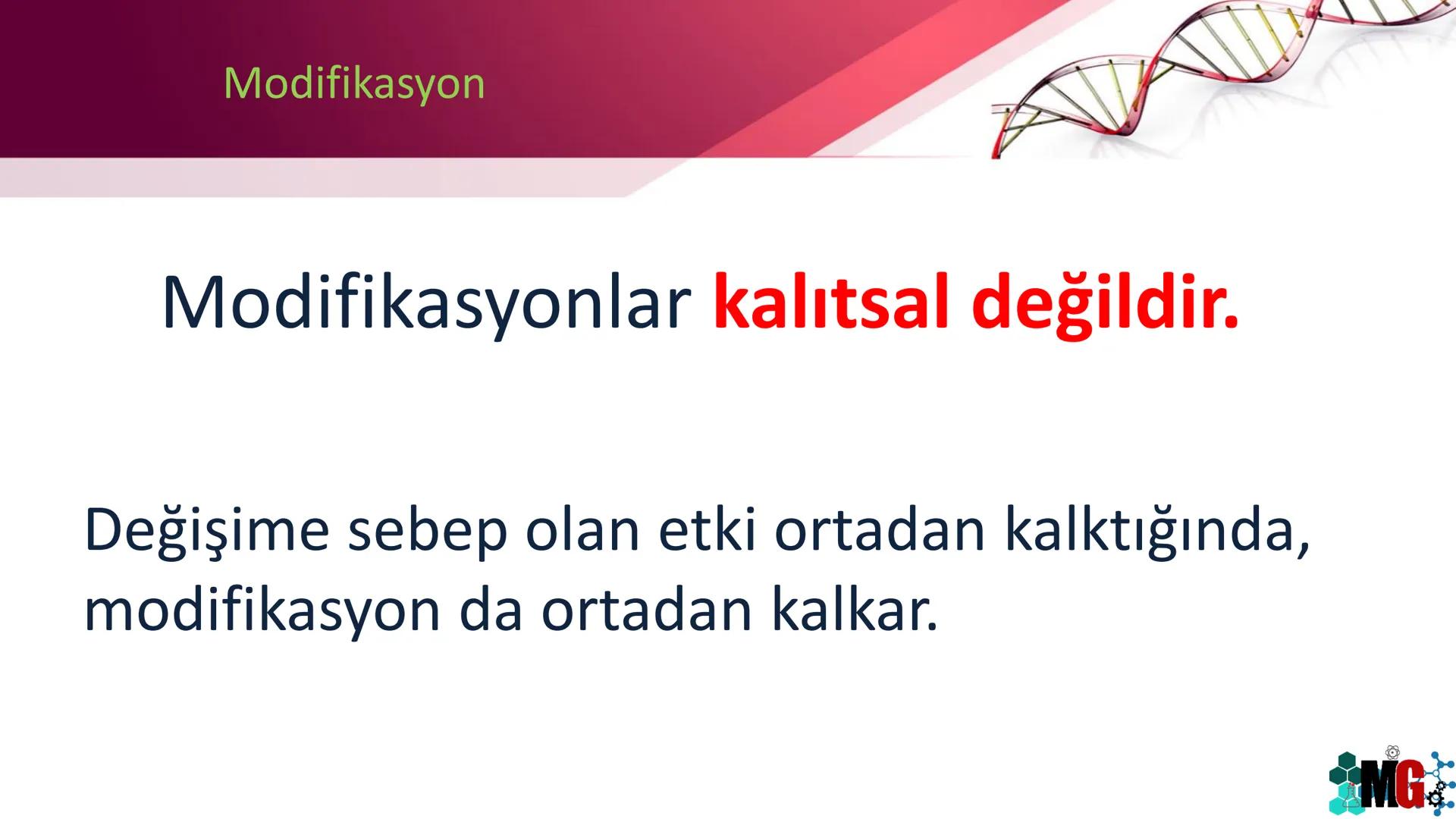 MUTASYON
MODİFİKASYON
Murat GÜRBÜZ
*MG Mutasyon
• Genetik özelliklerin yavru bireylere aktarılması DNA ile gerçekleşir. DNA,
hücre bölünmesi