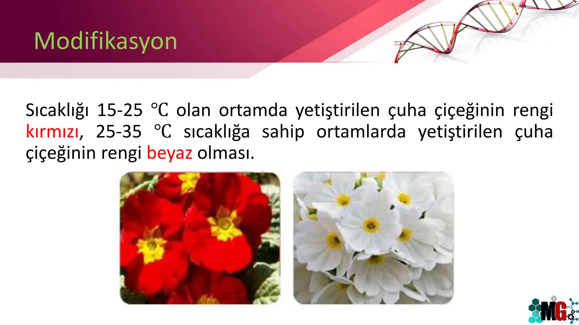 MUTASYON
MODİFİKASYON
Murat GÜRBÜZ
*MG Mutasyon
• Genetik özelliklerin yavru bireylere aktarılması DNA ile gerçekleşir. DNA,
hücre bölünmesi